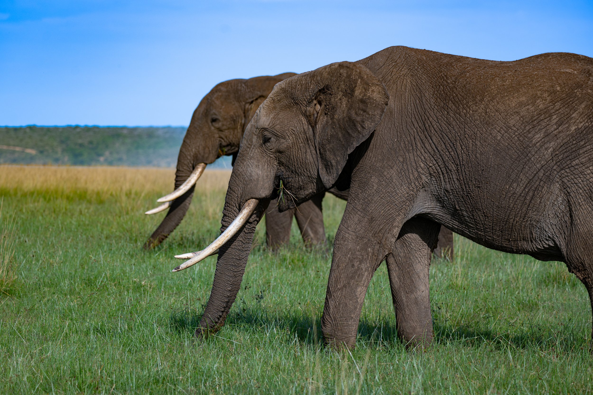 Africa2026VZ8_47082026.jpg