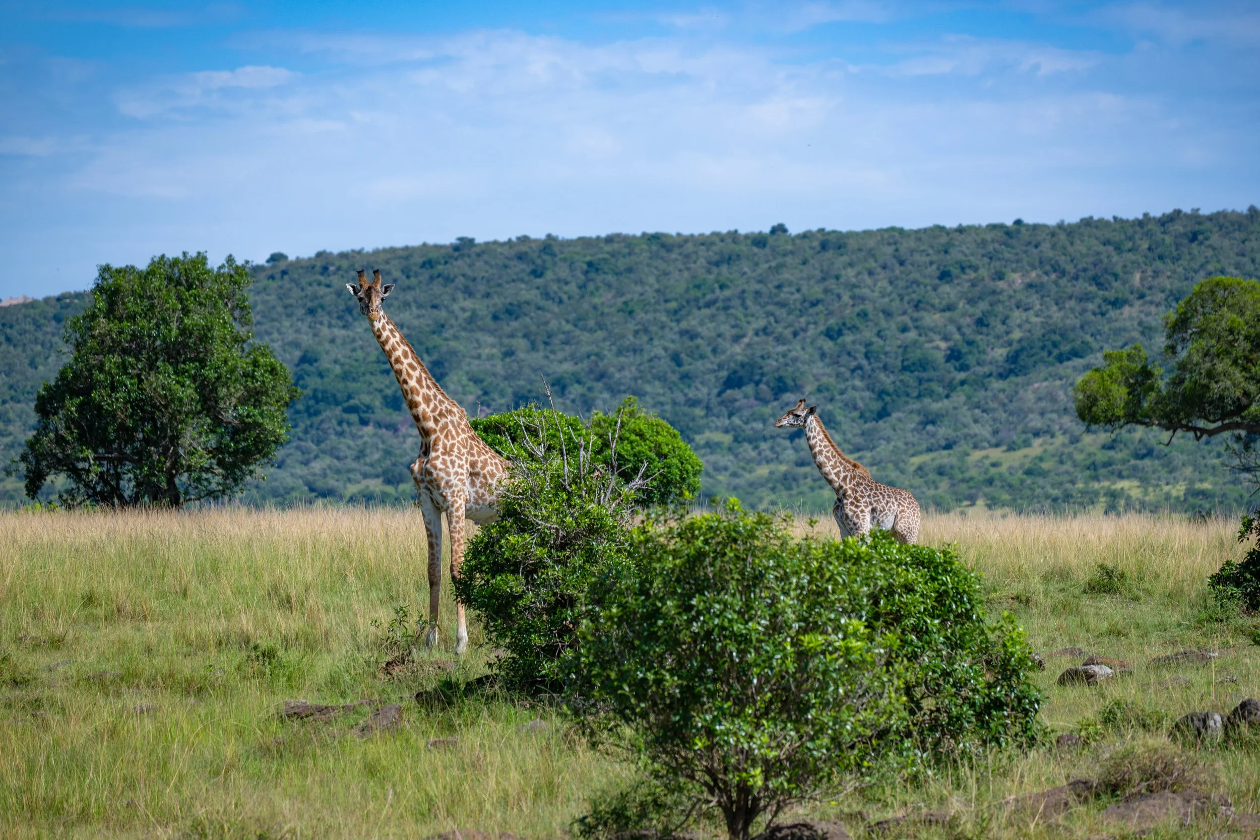 Africa2026VZ8_47482026.jpg
