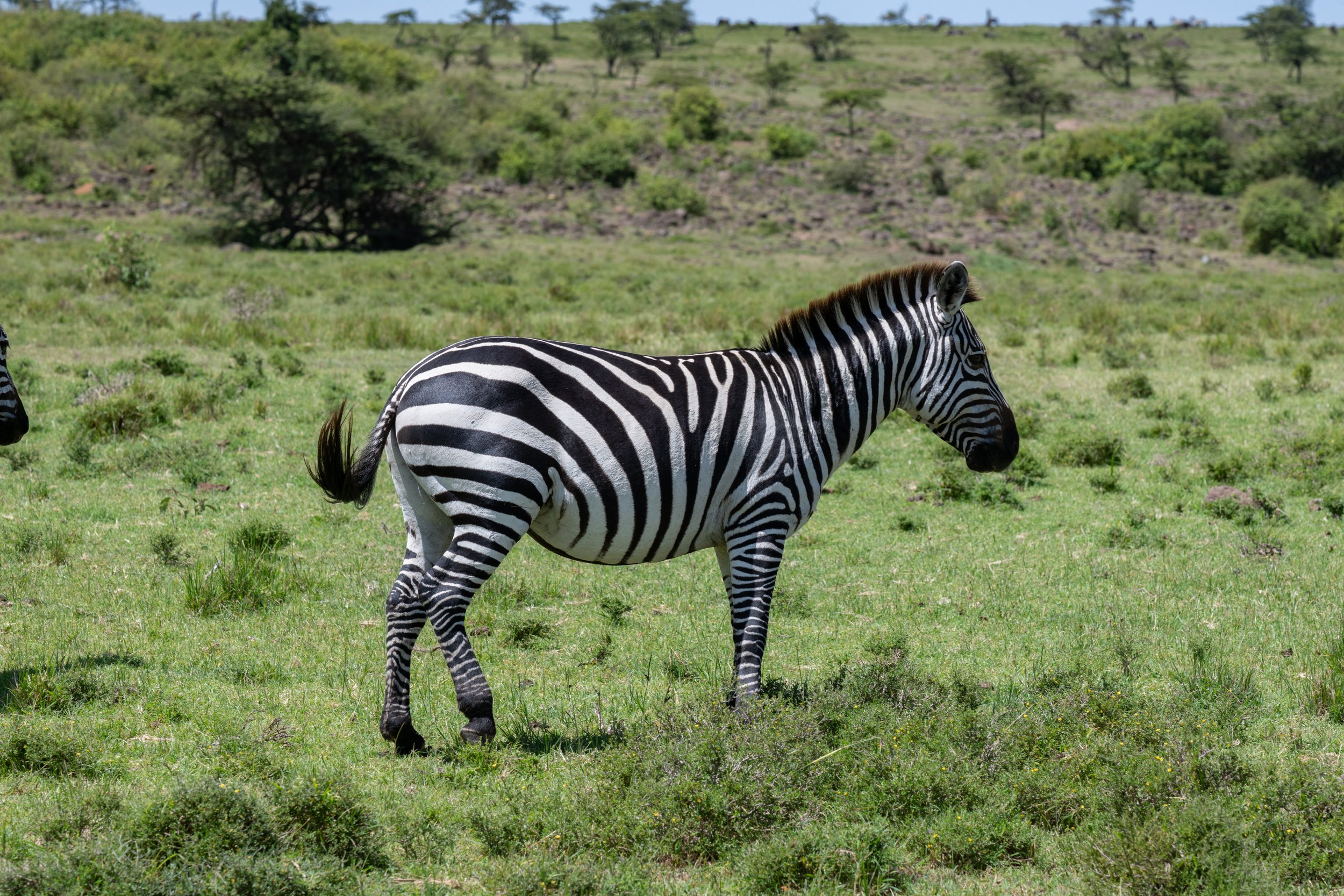 Africa2026VZ8_48632026.jpg