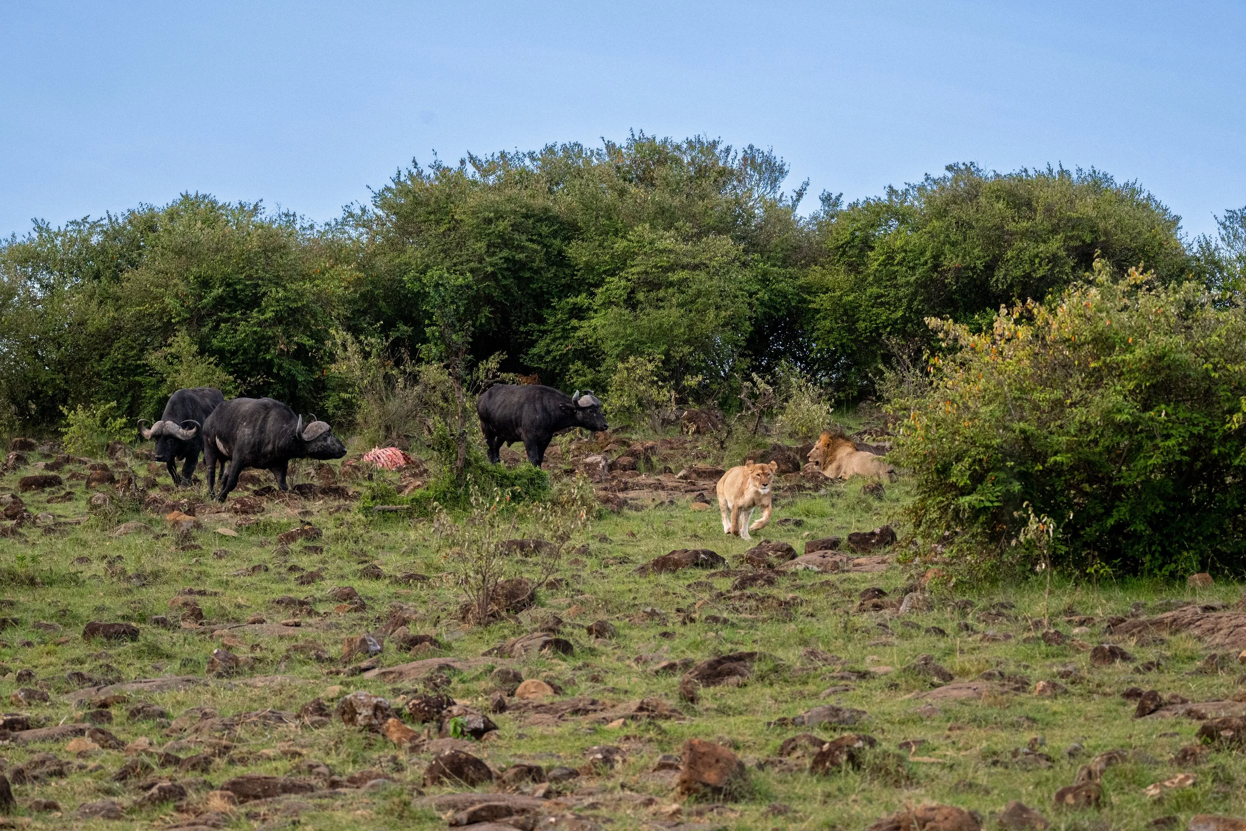 Africa2026VZ8_33362026.jpg