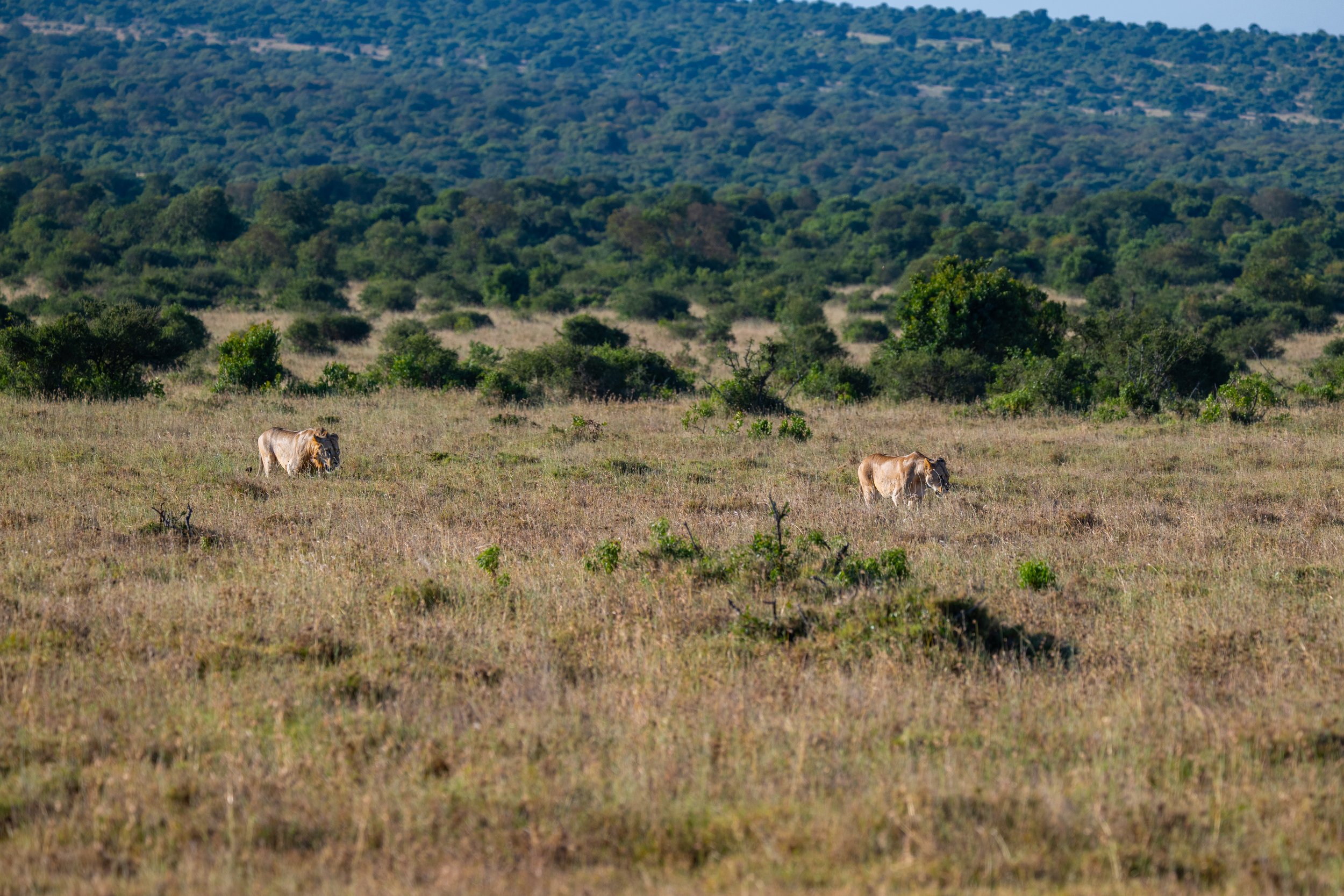 Africa2026VZ8_30372026.jpg