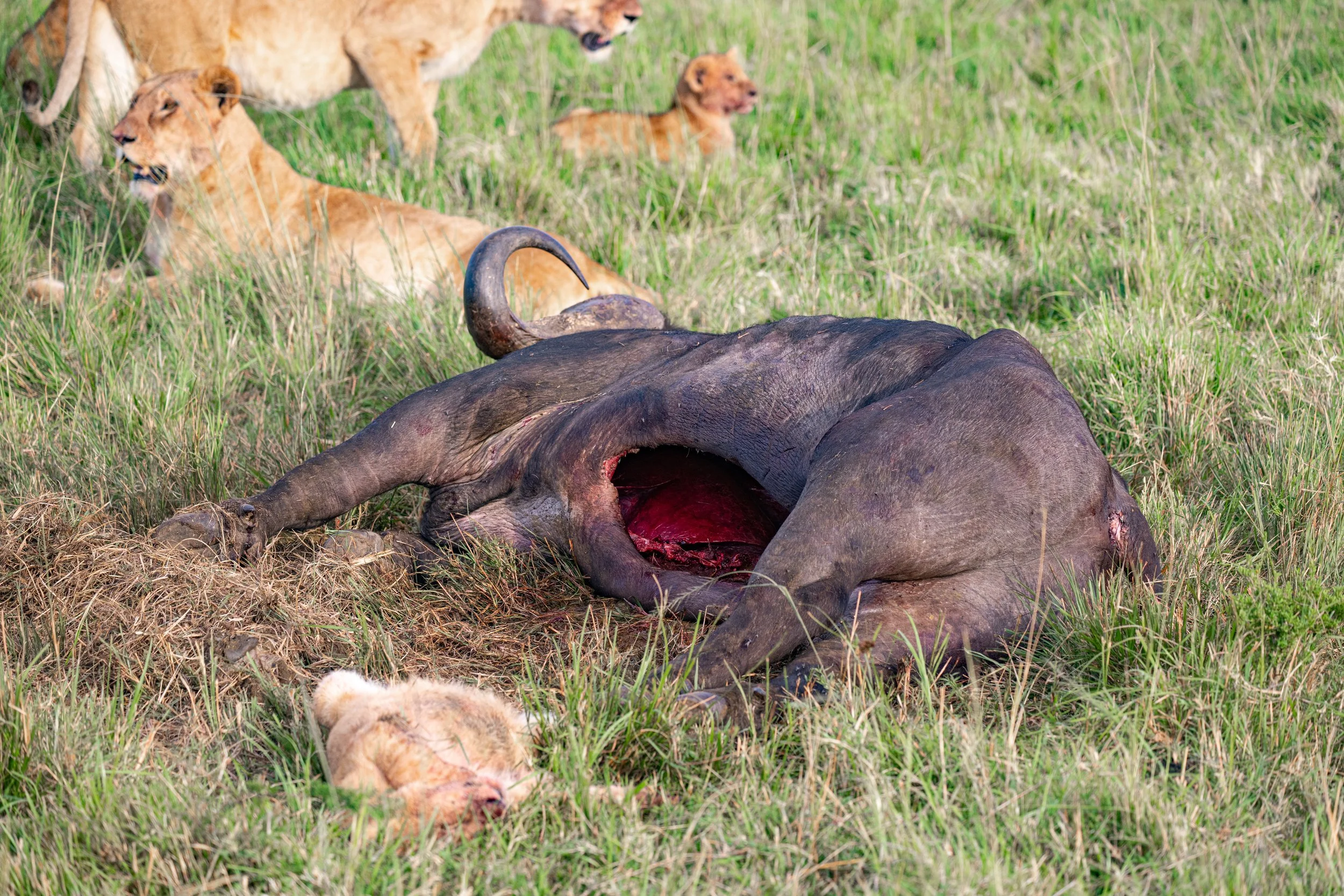 Africa2026VZ8_39452026.jpg