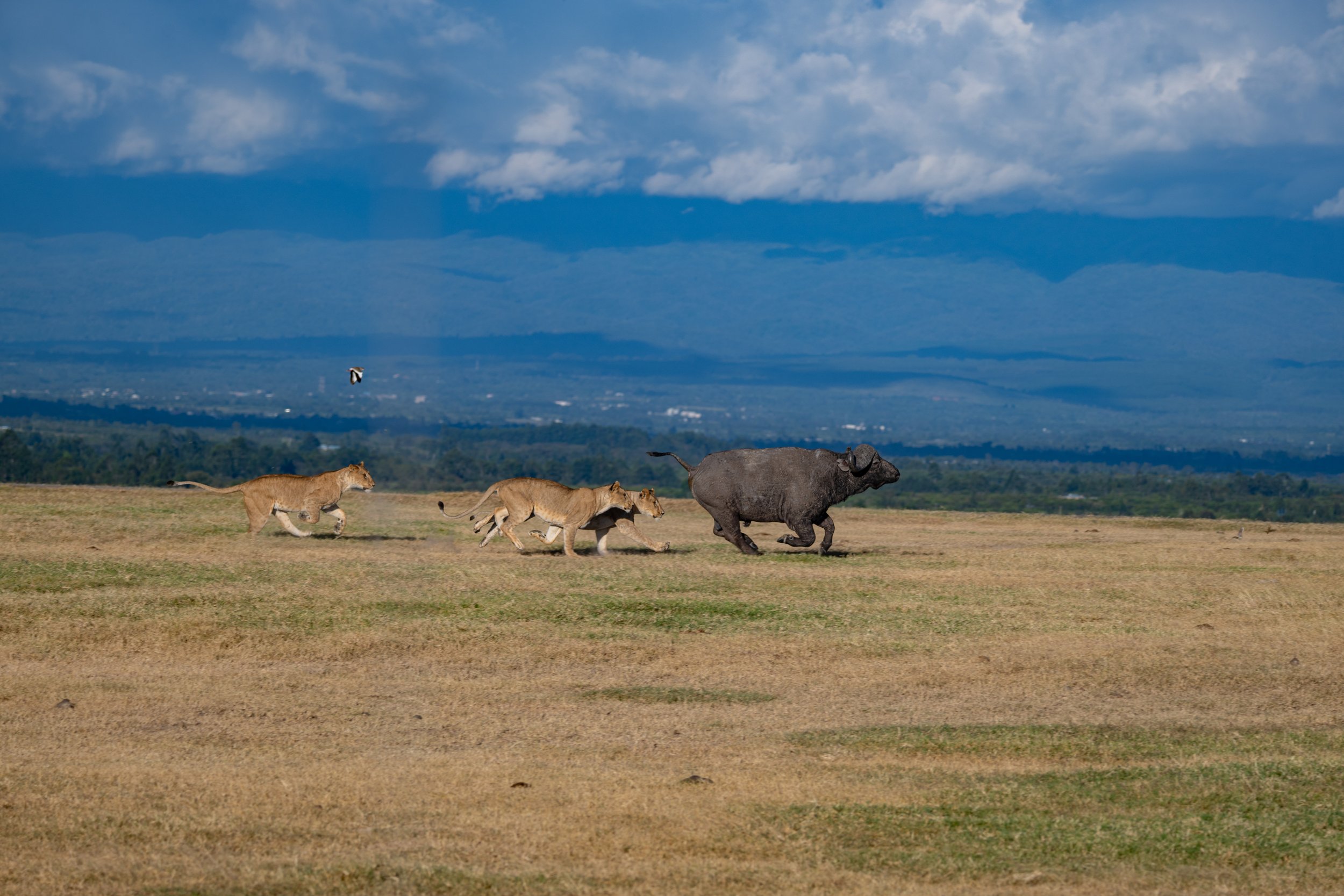 Africa2026VZ8_30672026.jpg