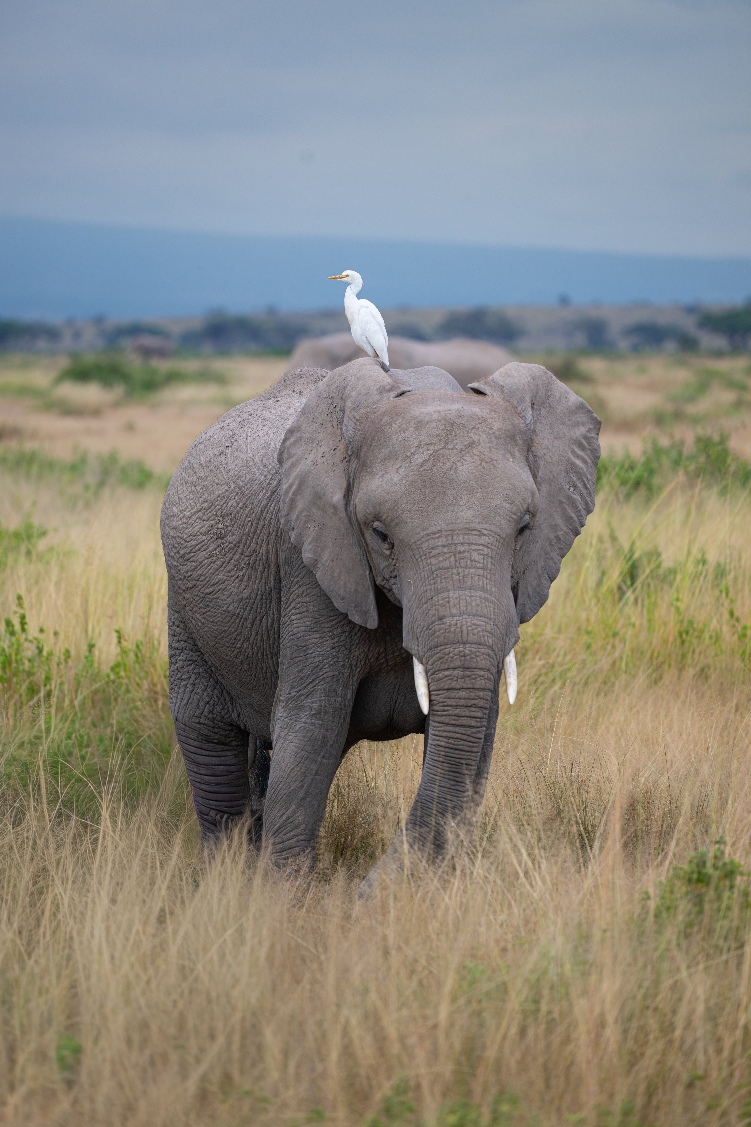 Africa2026VZ8_55932026.jpg
