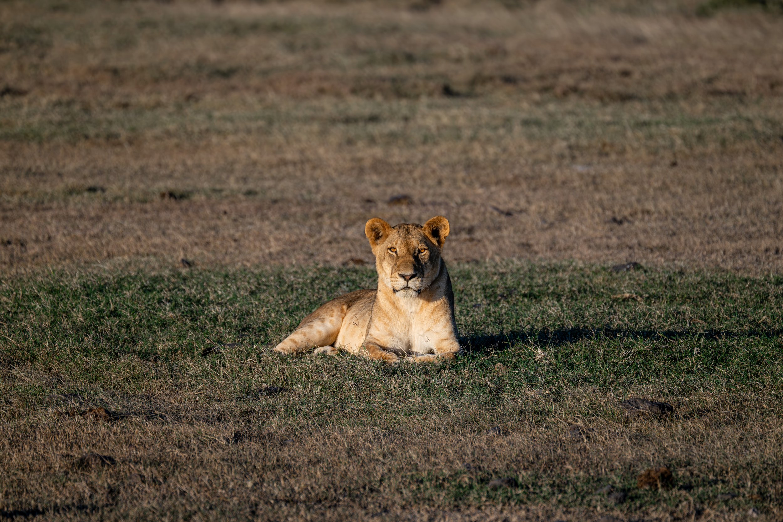 Africa2026VZ8_31392026.jpg