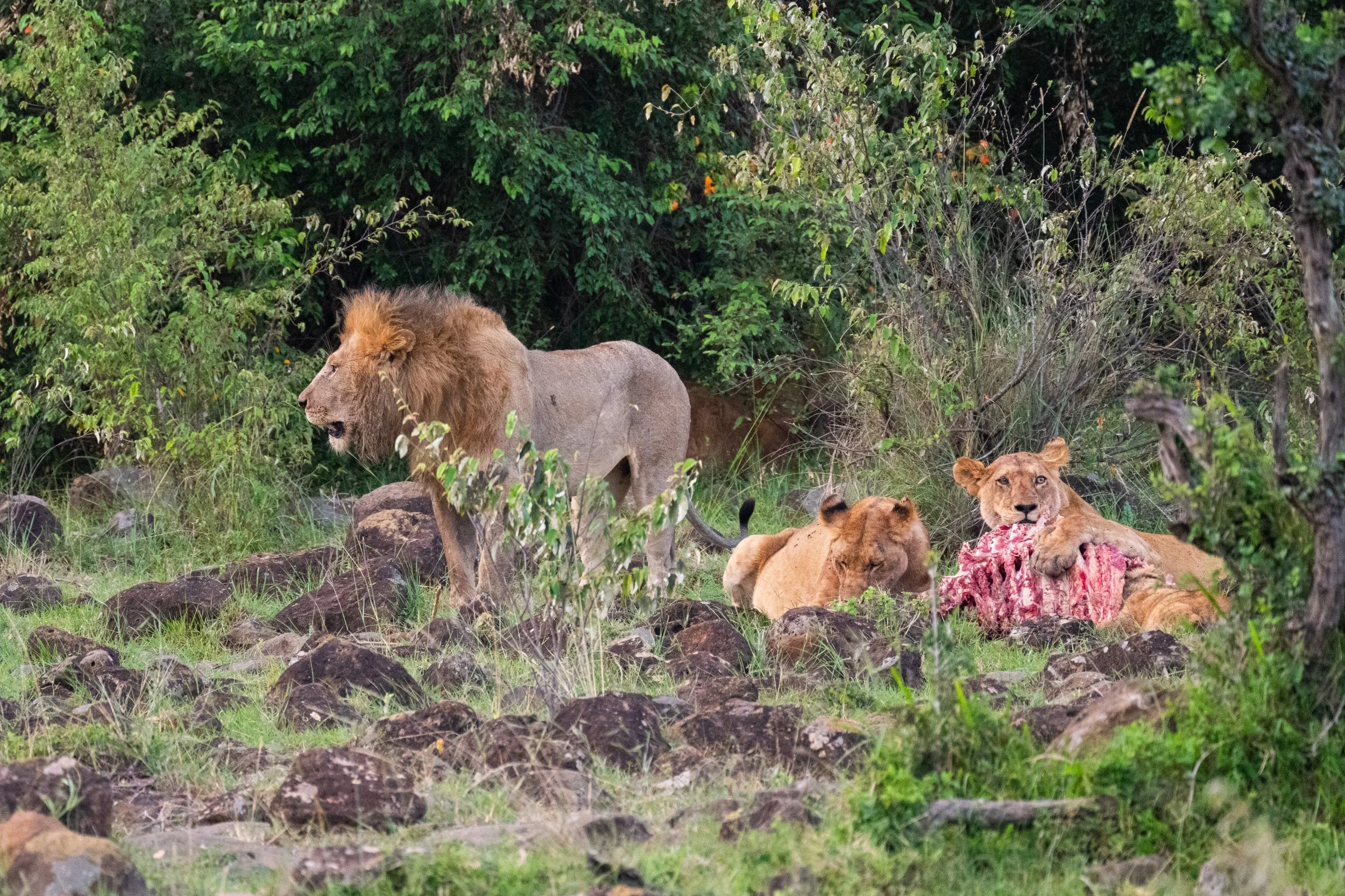Africa2026VZ8_33252026.jpg
