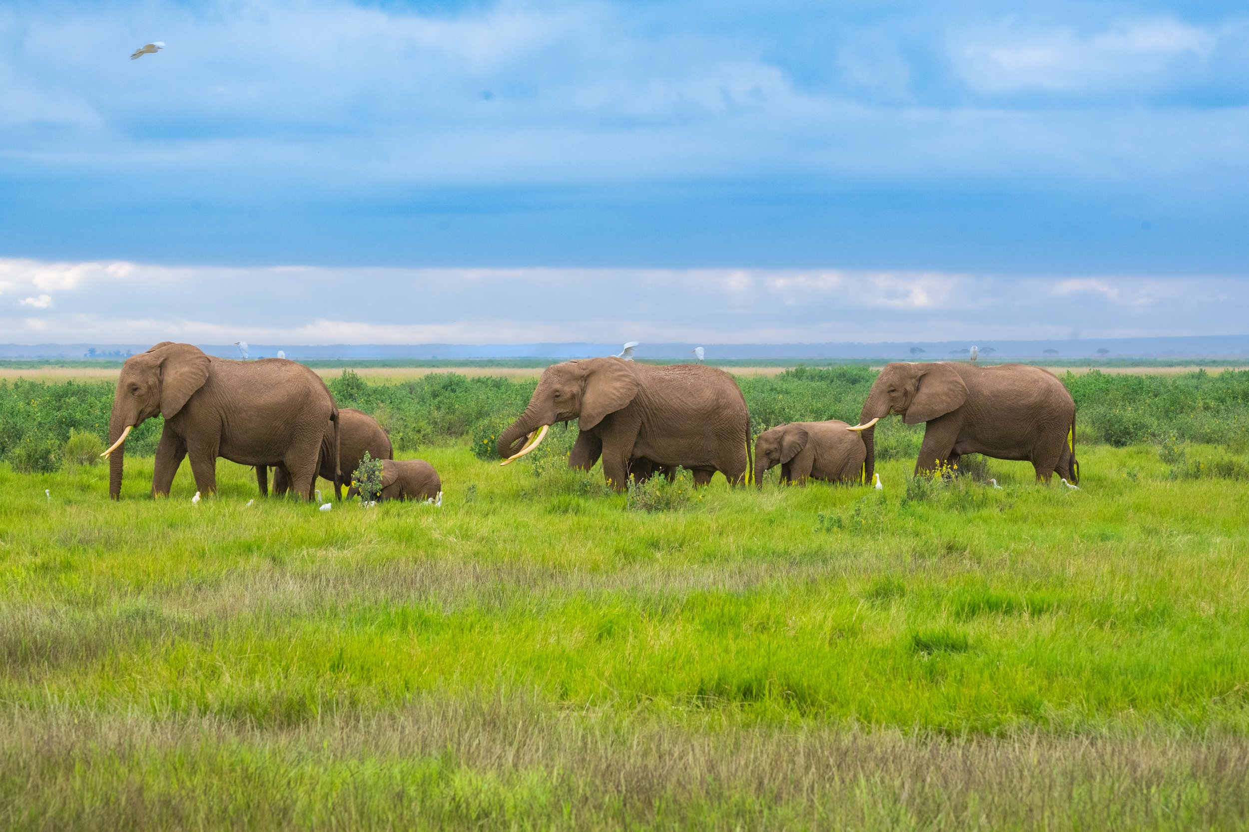 Africa2026VZ8_54662026.jpg