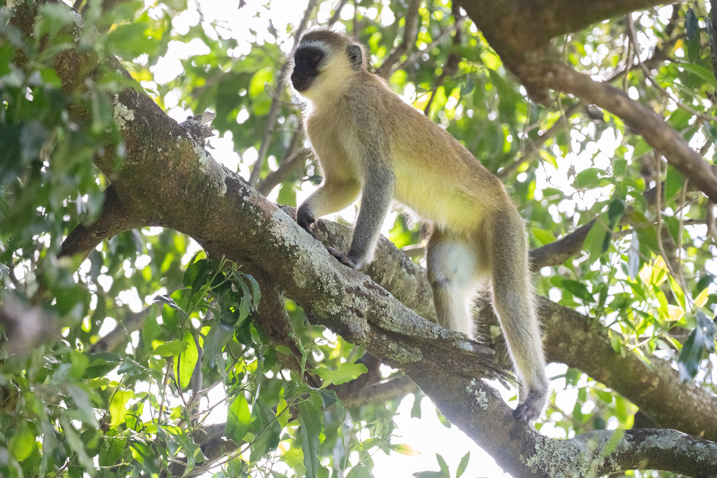 ....and from a persistent monkey who wanted in our tent.