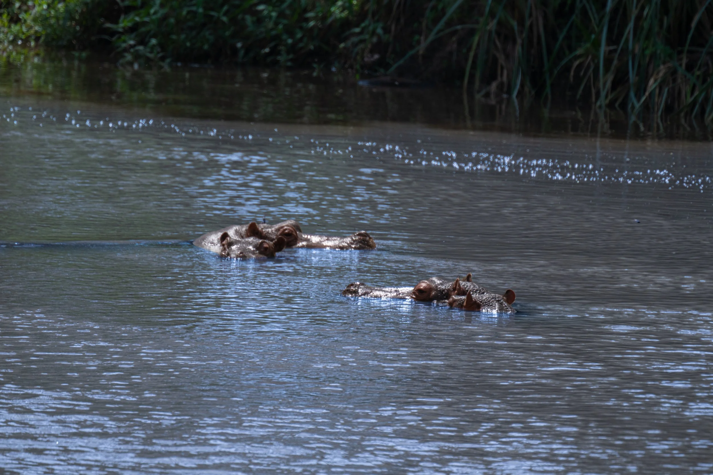Hippos