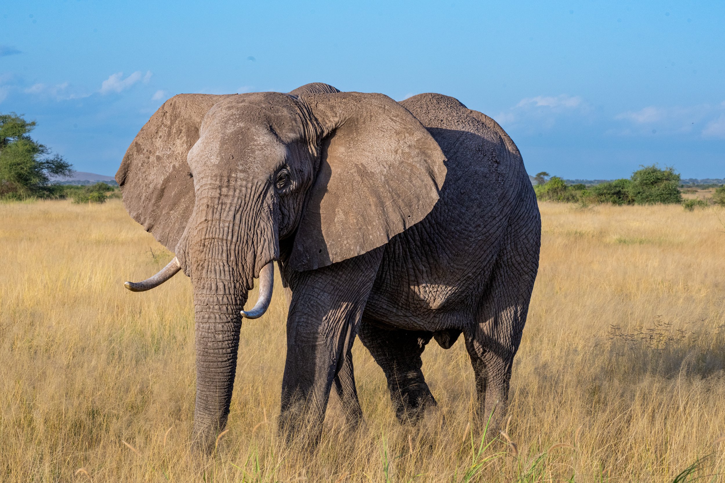 Africa2026VZ8_53122026.jpg
