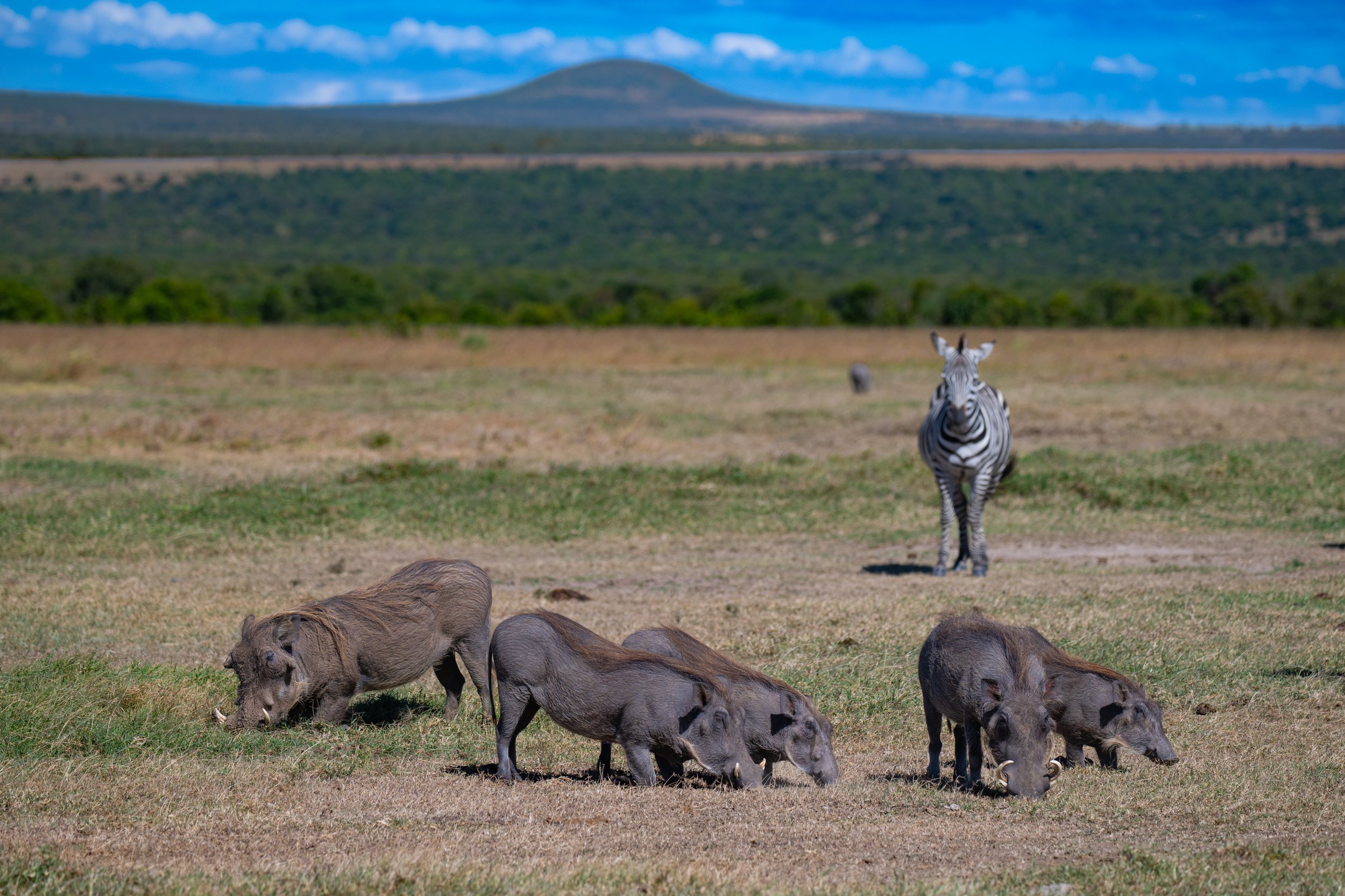 Africa2026VZ8_25692026.jpg