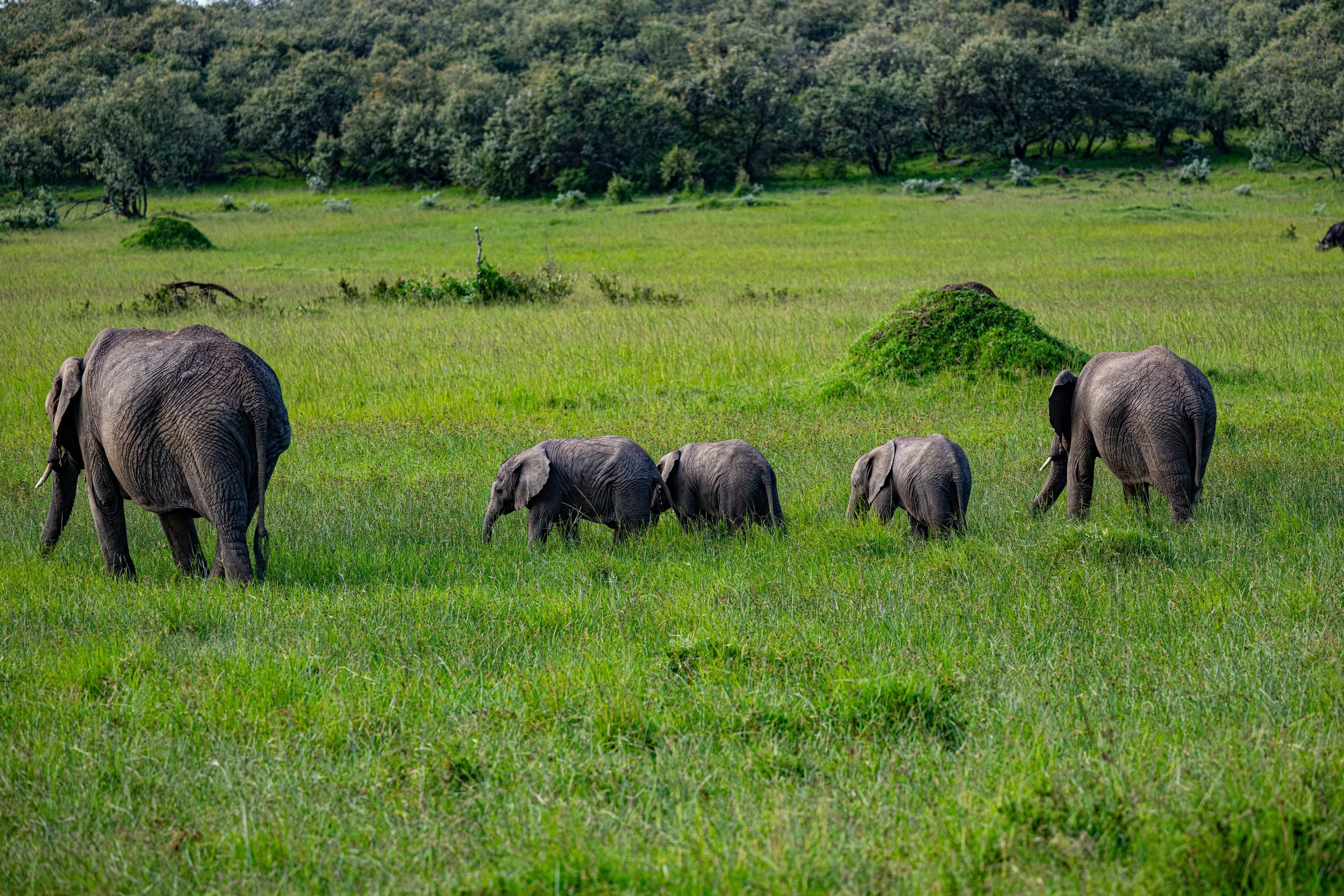 Africa2026VZ8_49242026.jpg