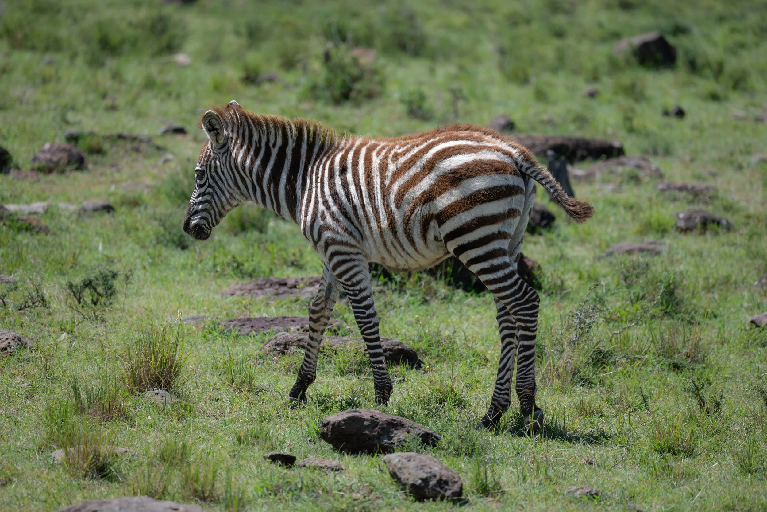 Africa2026VZ8_48752026.jpg