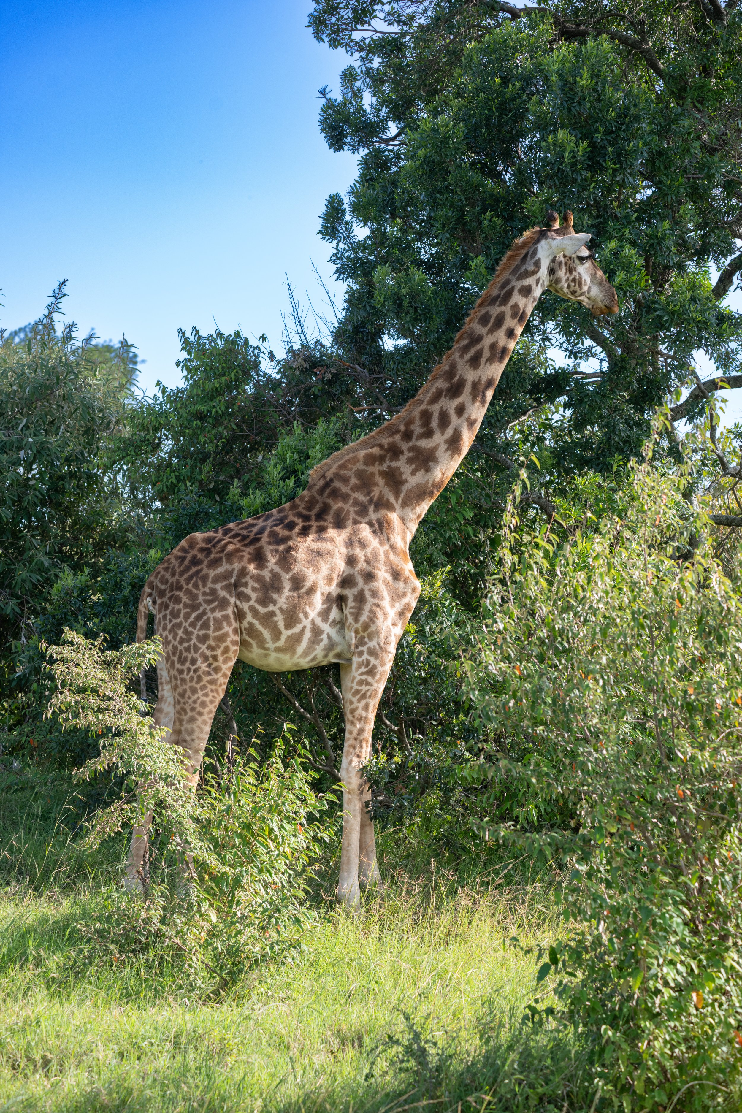 Africa2026Z82_48792026.jpg