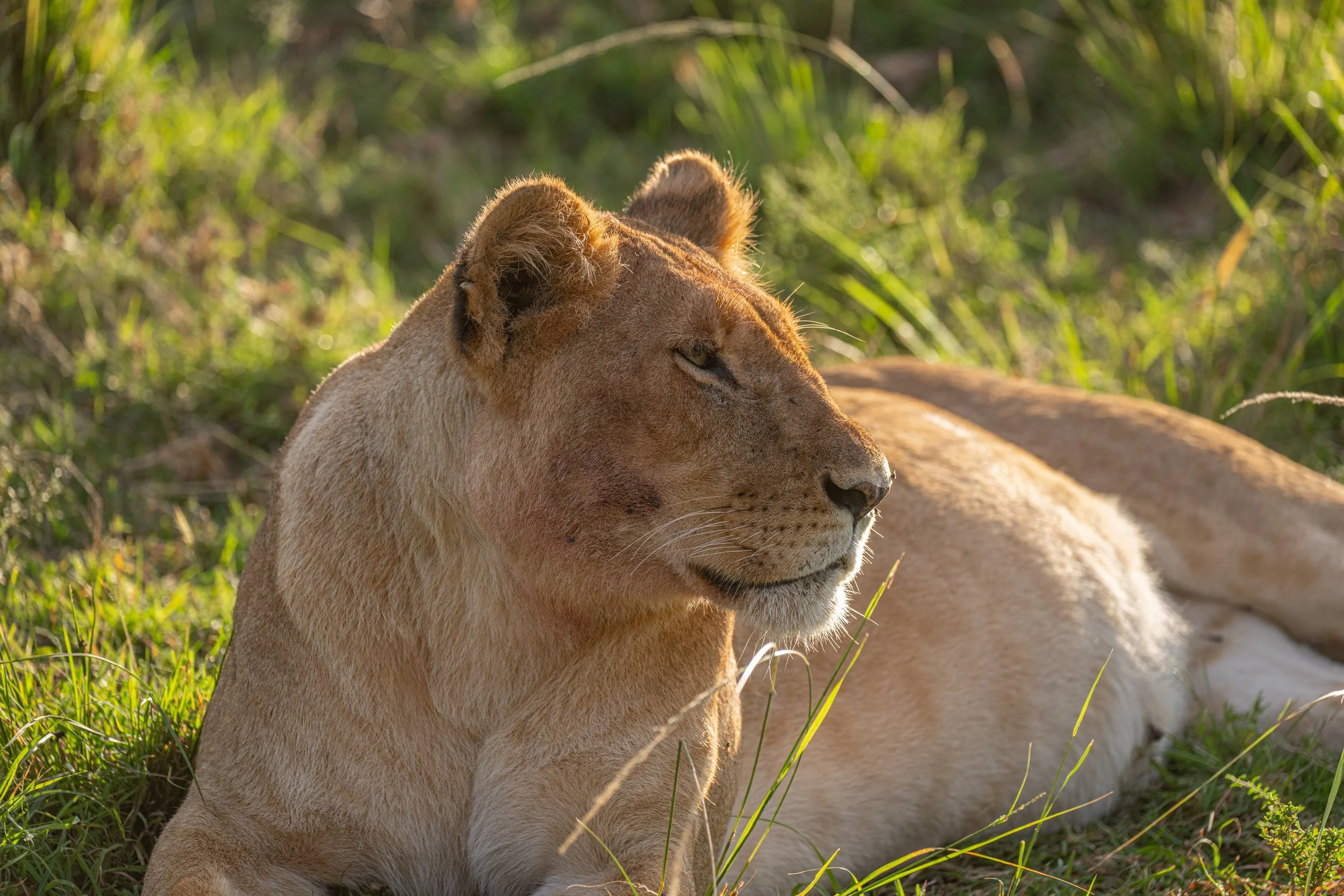 Africa2026VZ8_36532026.jpg