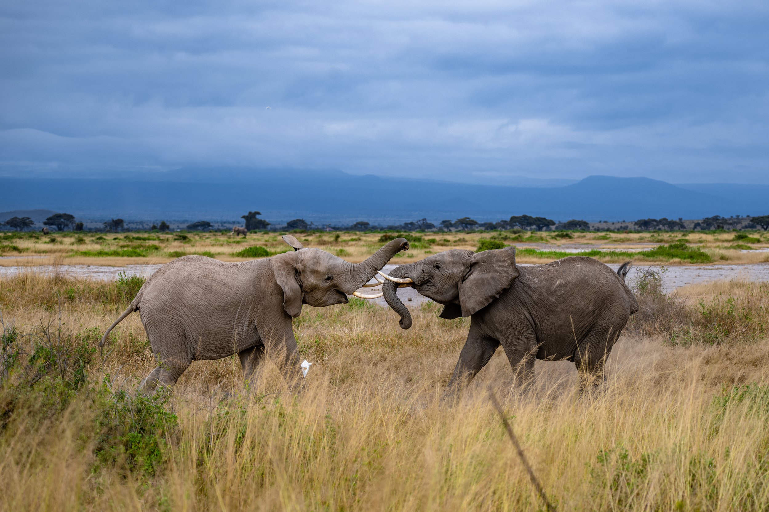 Africa2026VZ8_56082026.jpg