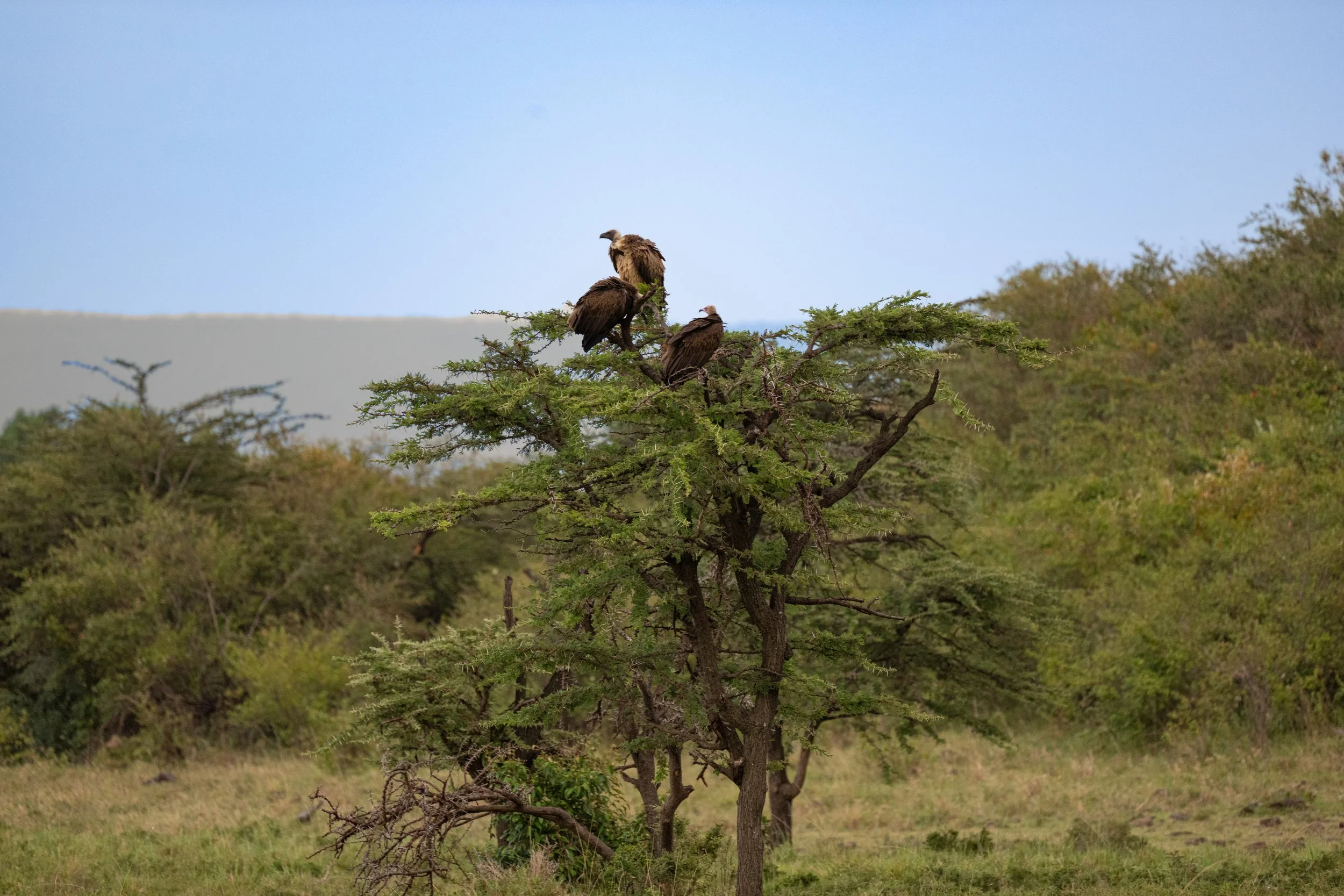 Africa2026VZ8_45412026.jpg