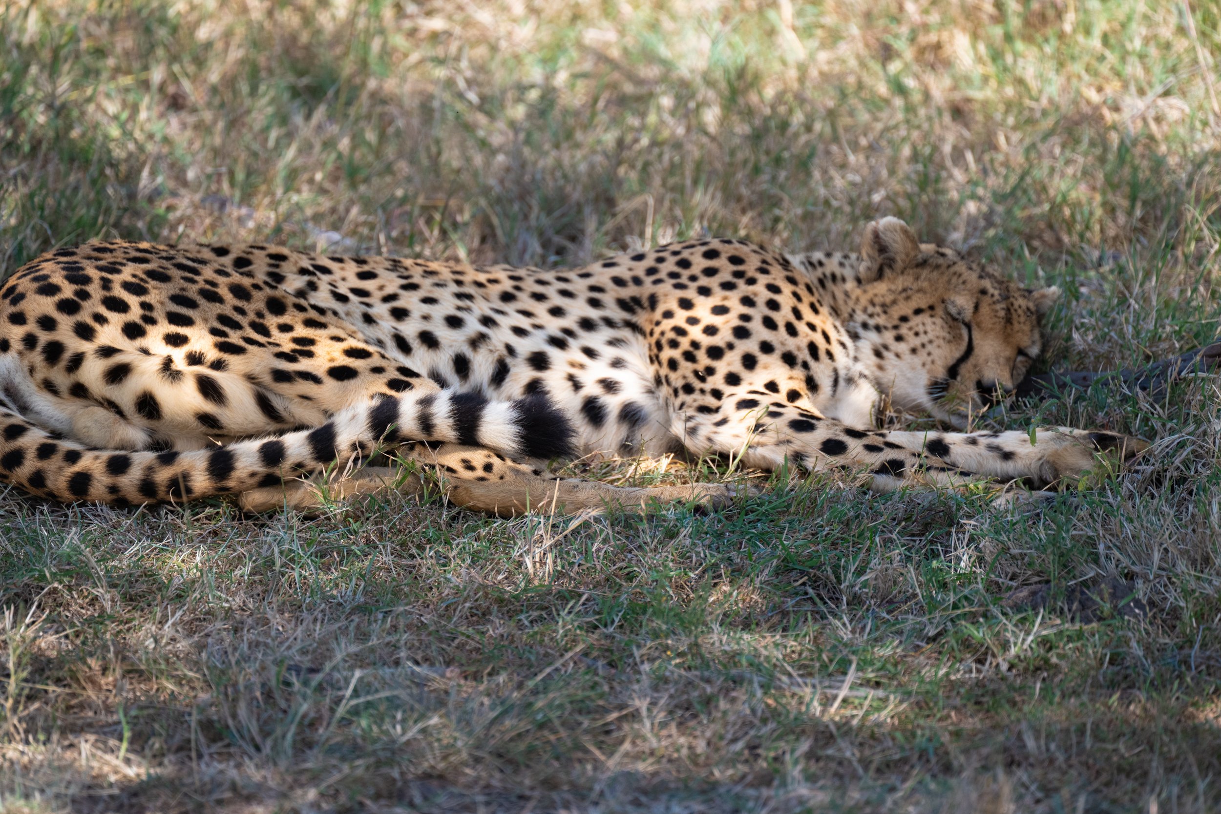 Africa2026VZ8_27822026.jpg
