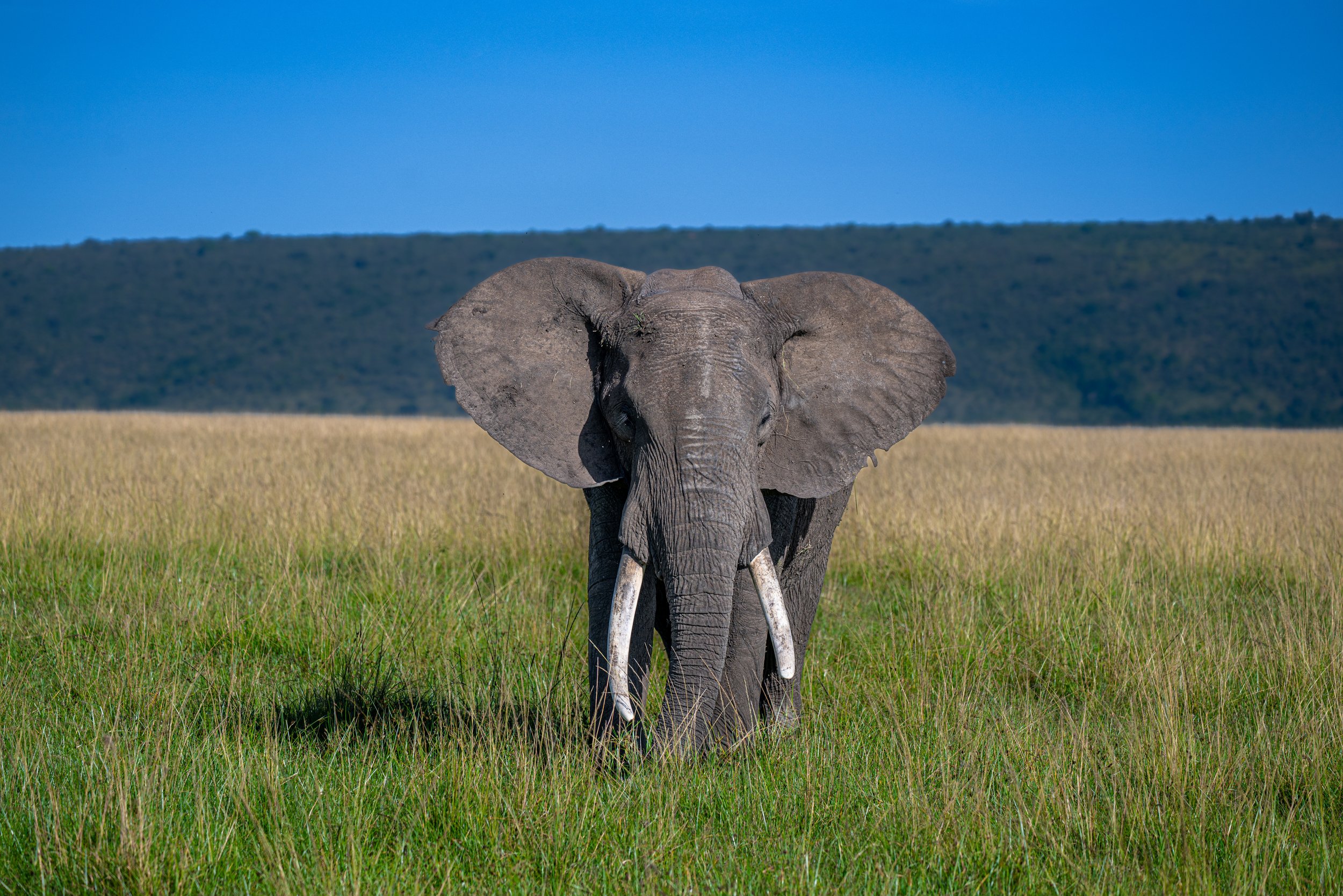Africa2026VZ8_46642026.jpg