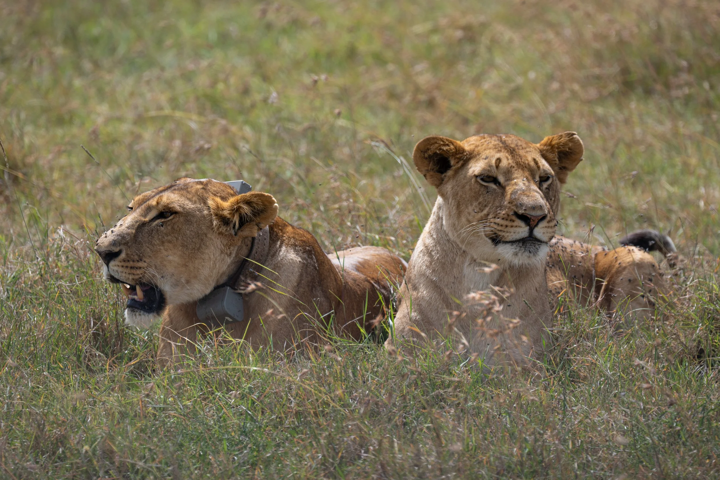 Lions