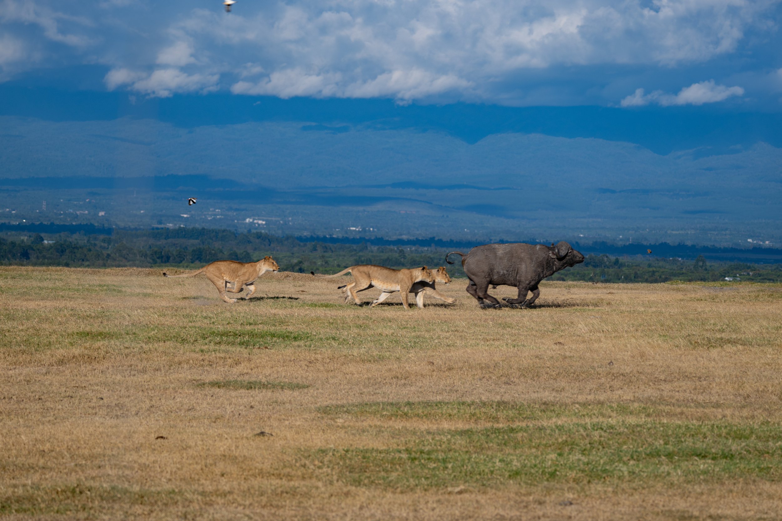 Africa2026VZ8_30692026.jpg