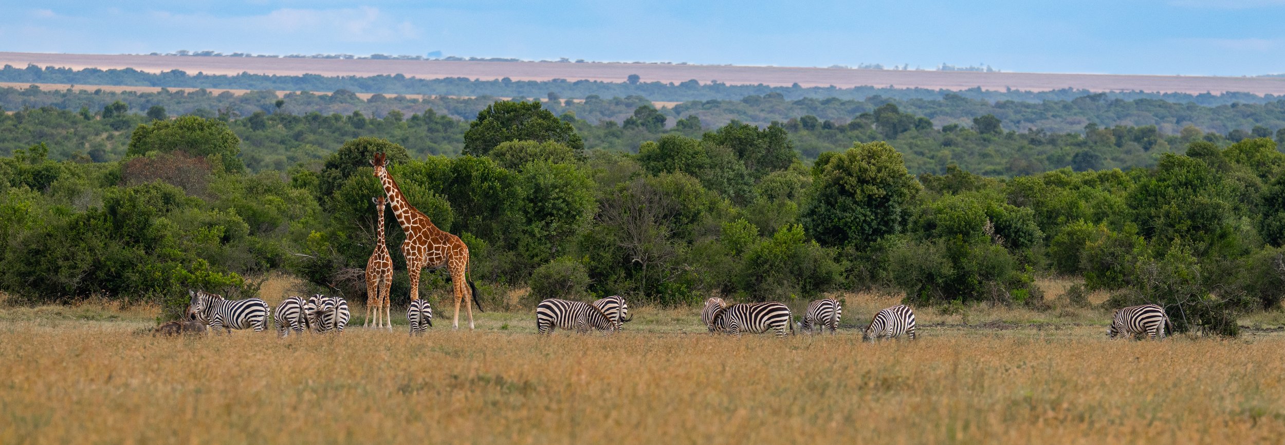 Africa2026Z81_21712026.jpg