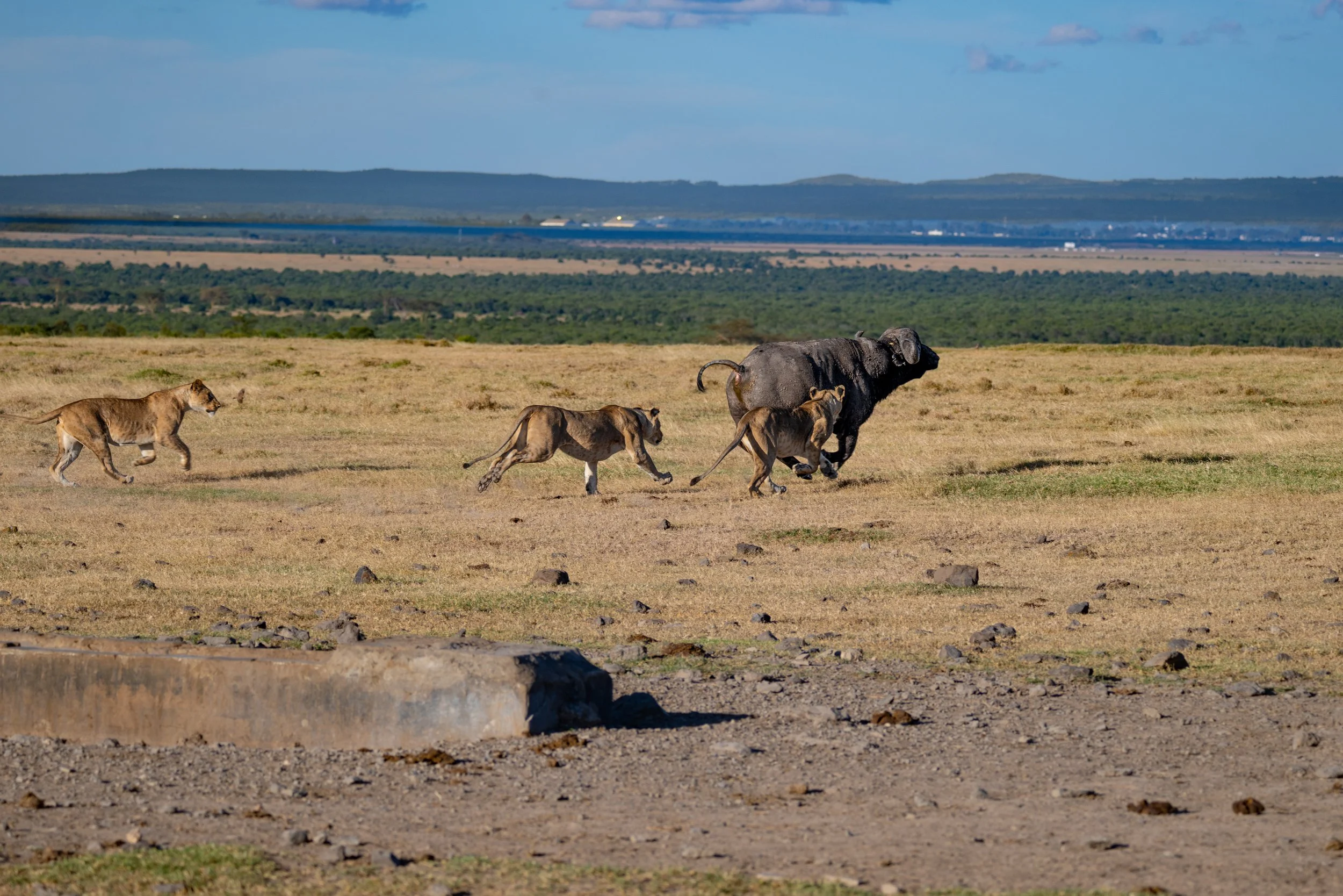 Africa2026VZ8_30582026.jpg