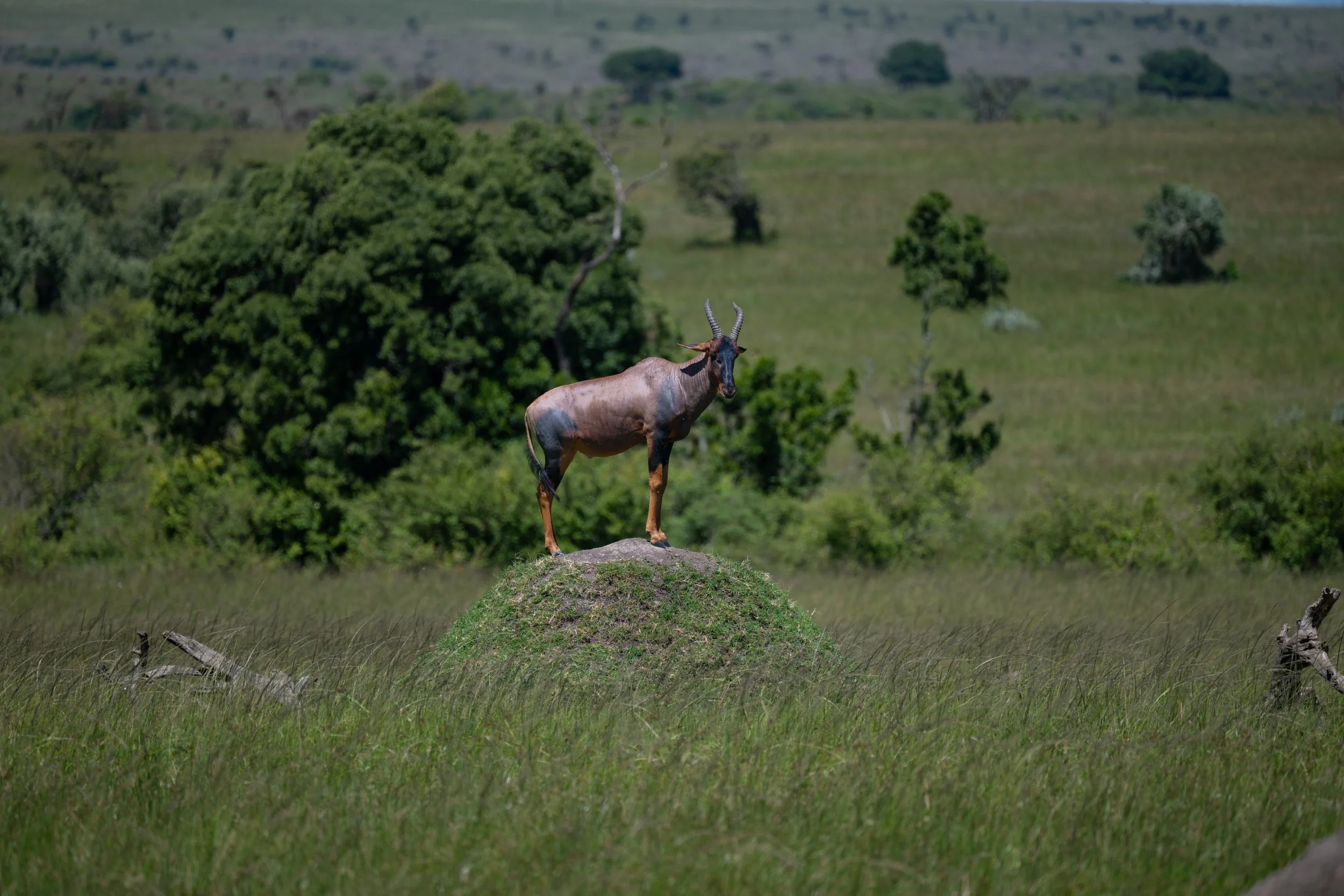 Africa2026VZ8_32312026.jpg