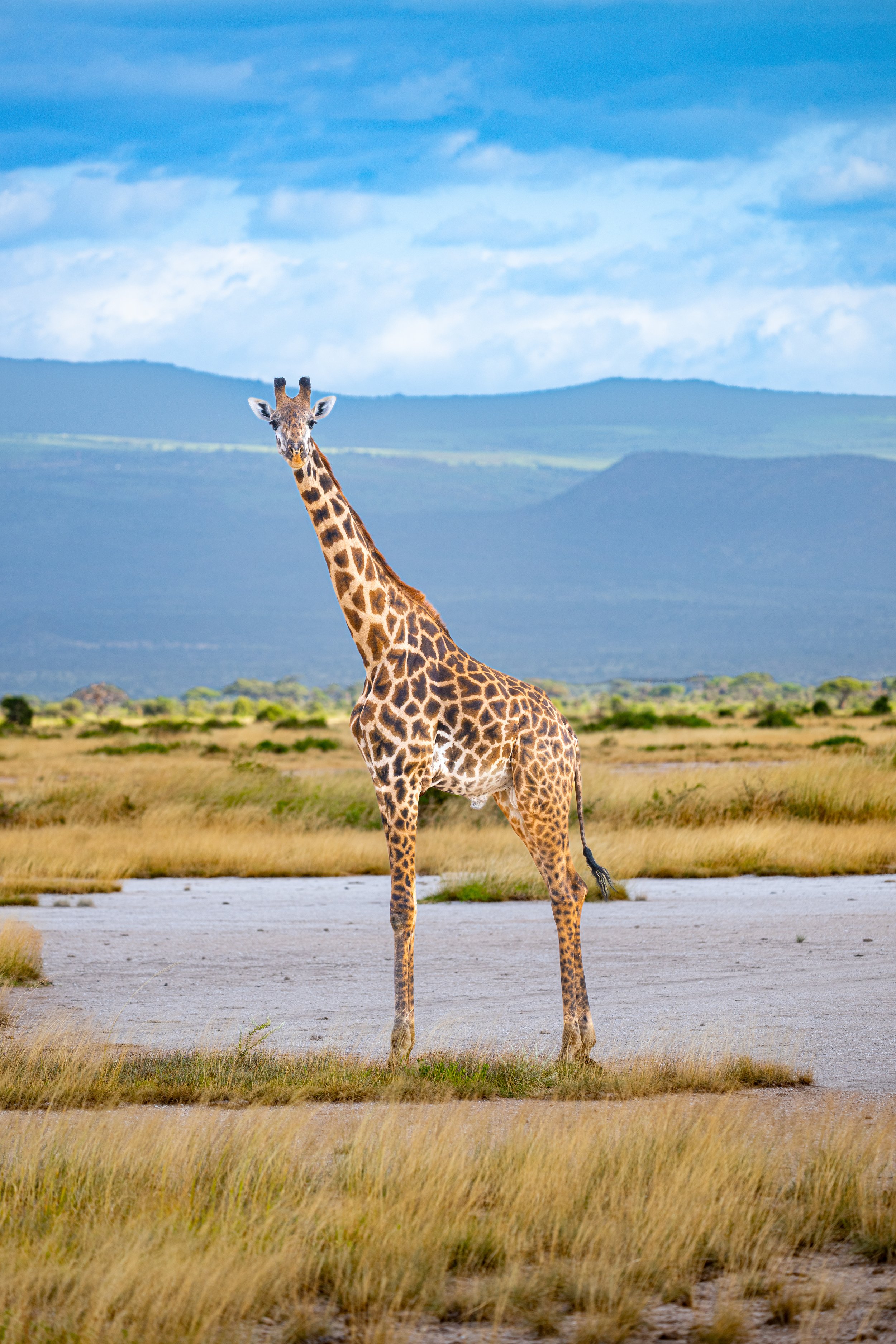 Africa2026VZ8_51992026.jpg
