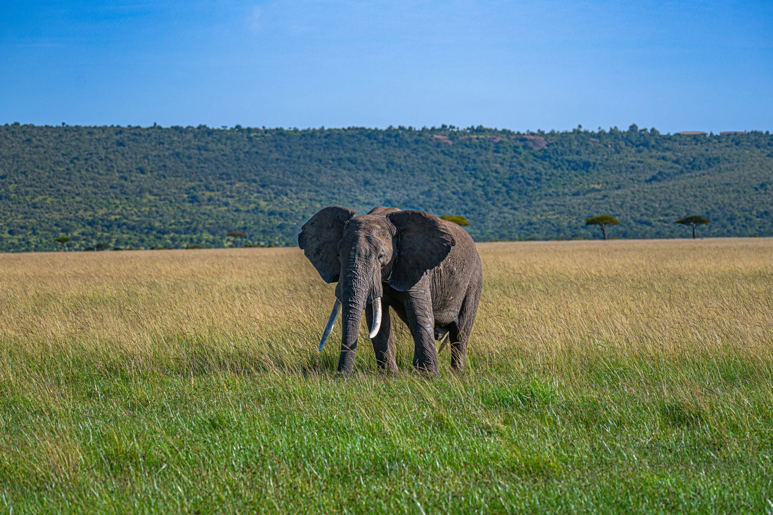 Africa2026VZ8_46462026.jpg