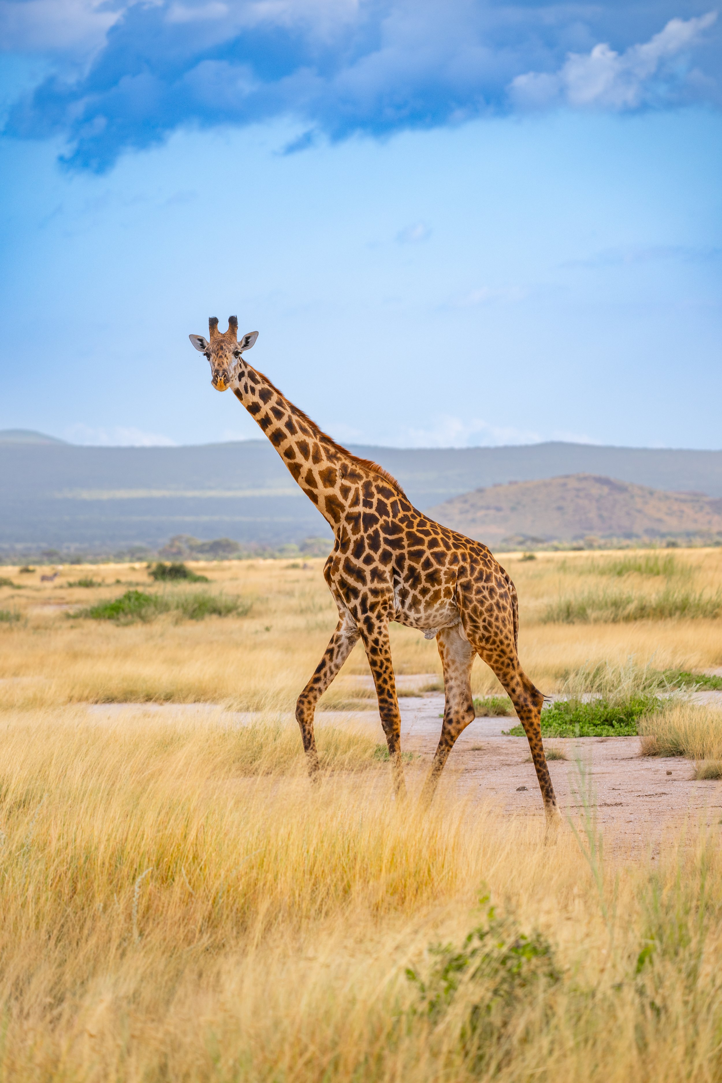Africa2026VZ8_51972026.jpg