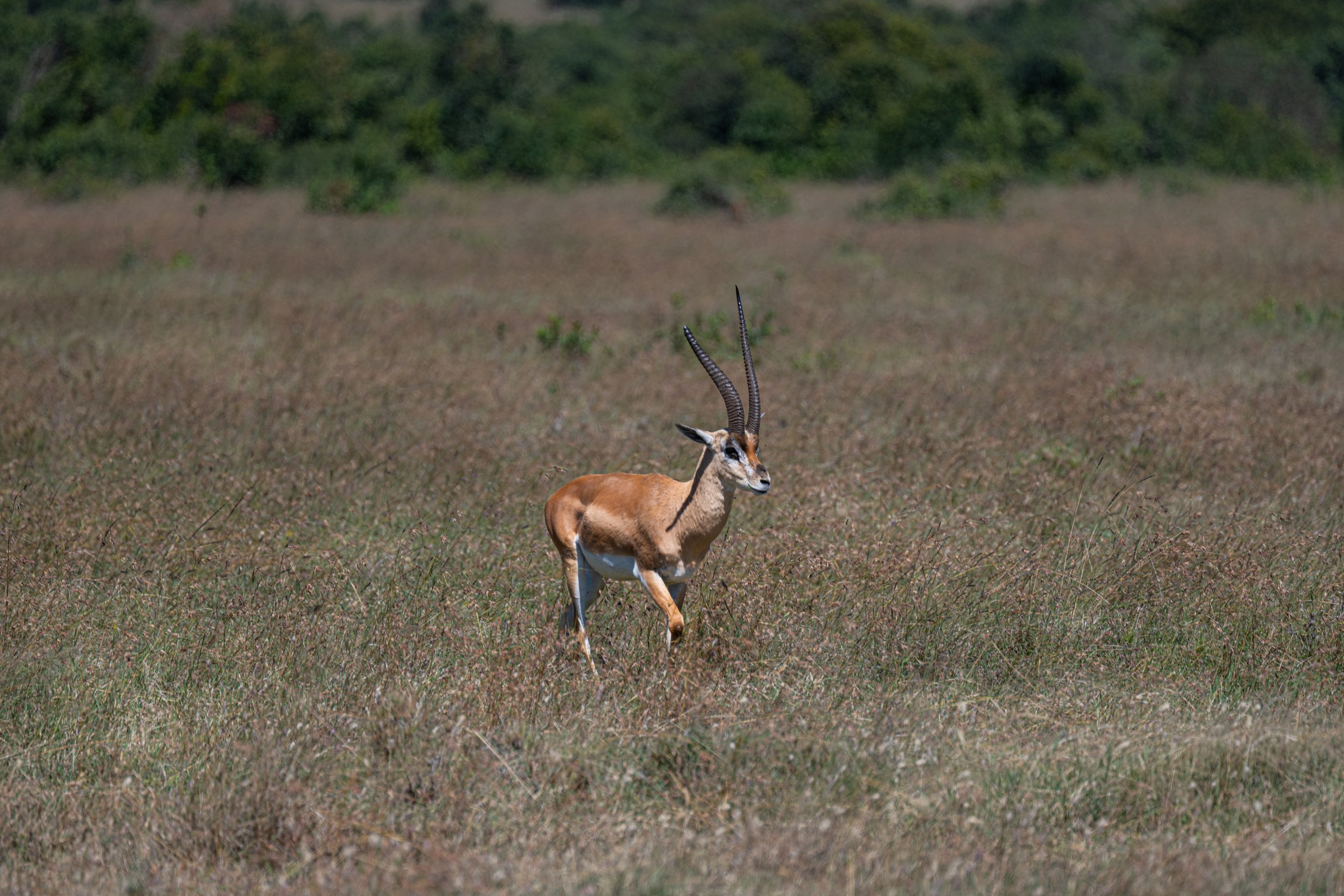 Africa2026VZ8_26022026.jpg