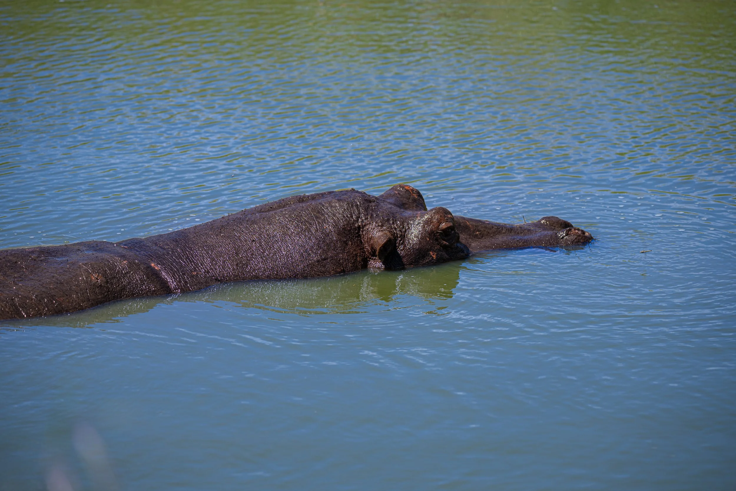 Africa2026Z81_42972026.jpg