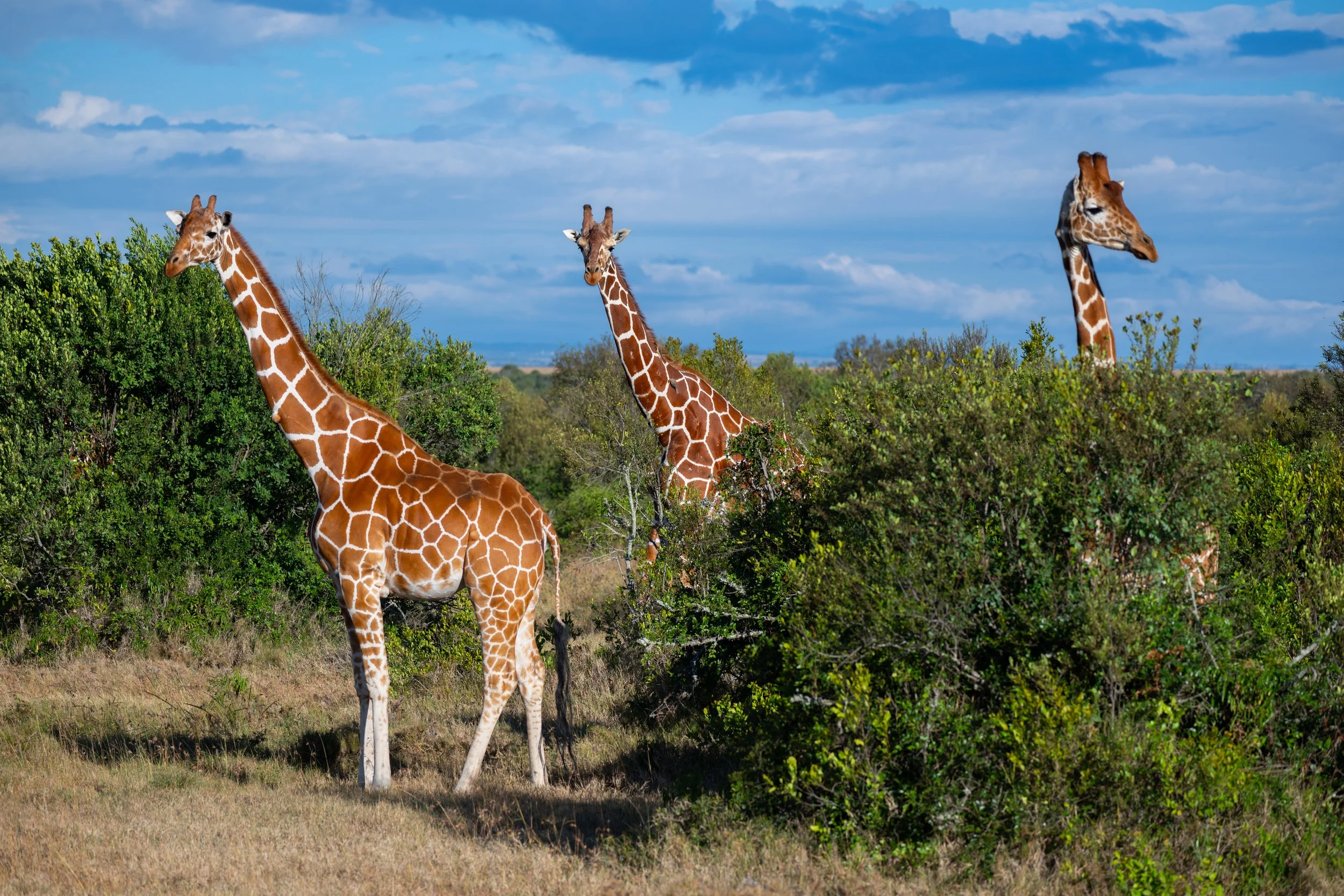 Africa2026VZ8_30302026.jpg