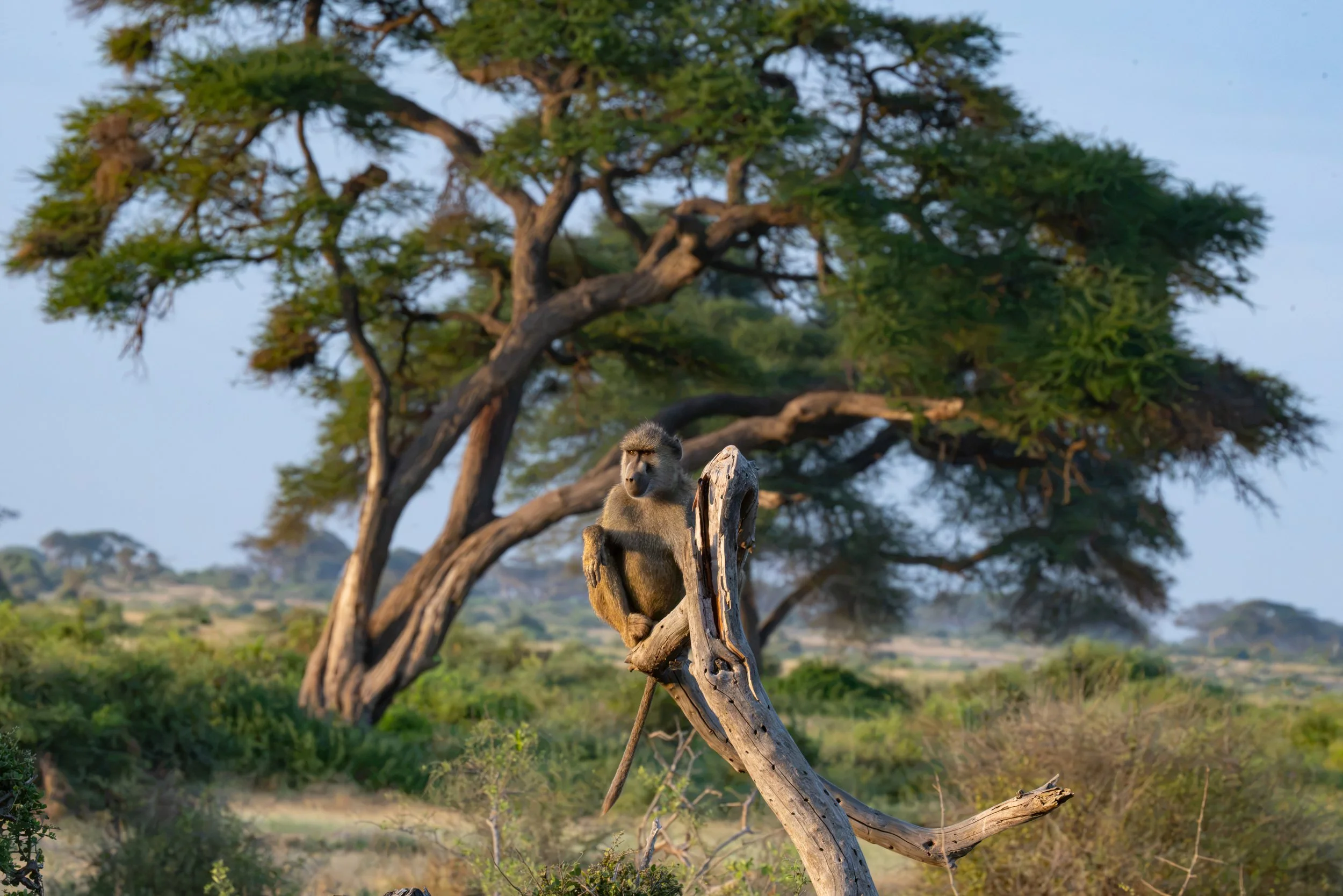 Africa2026VZ8_53352026.jpg