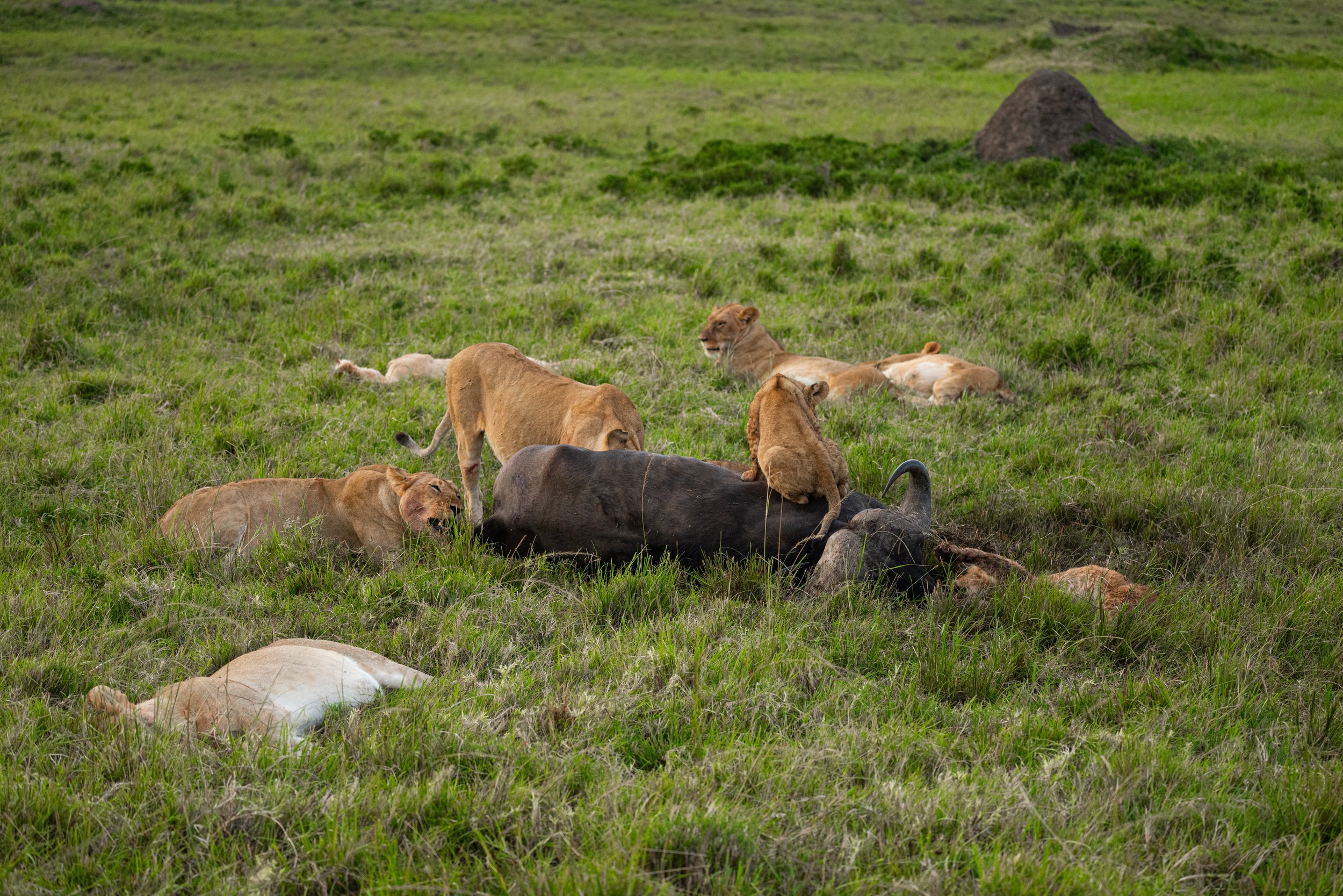 Africa2026VZ8_34442026.jpg