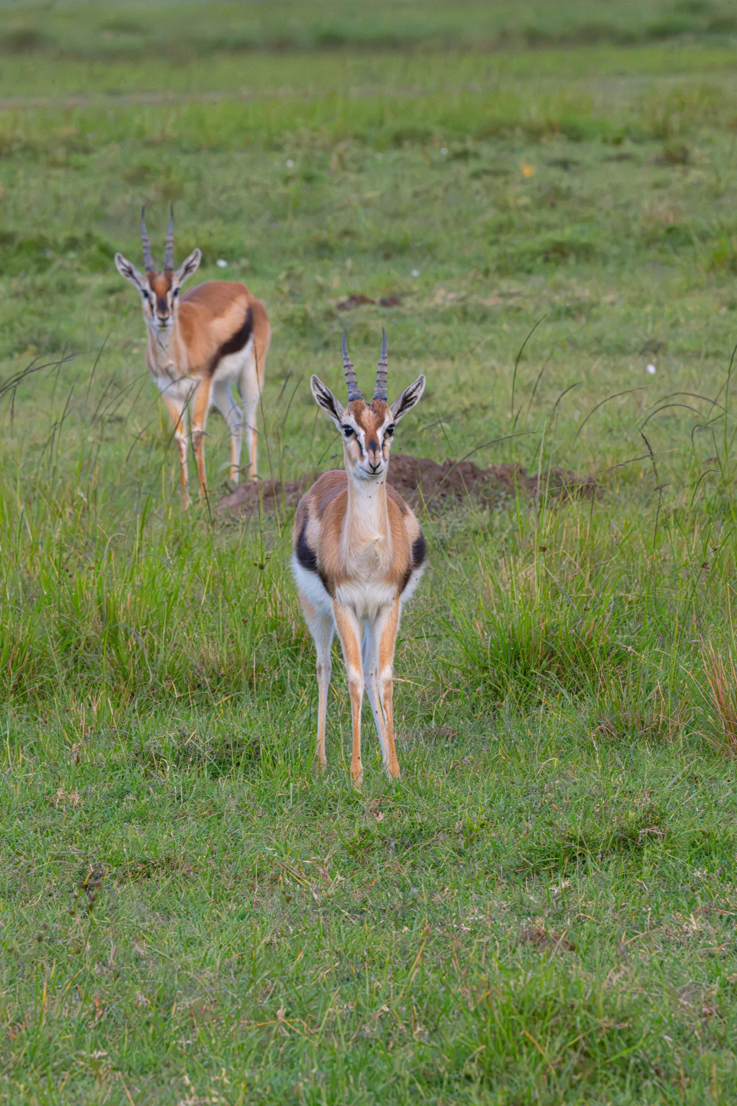 Thompson's Gazelle