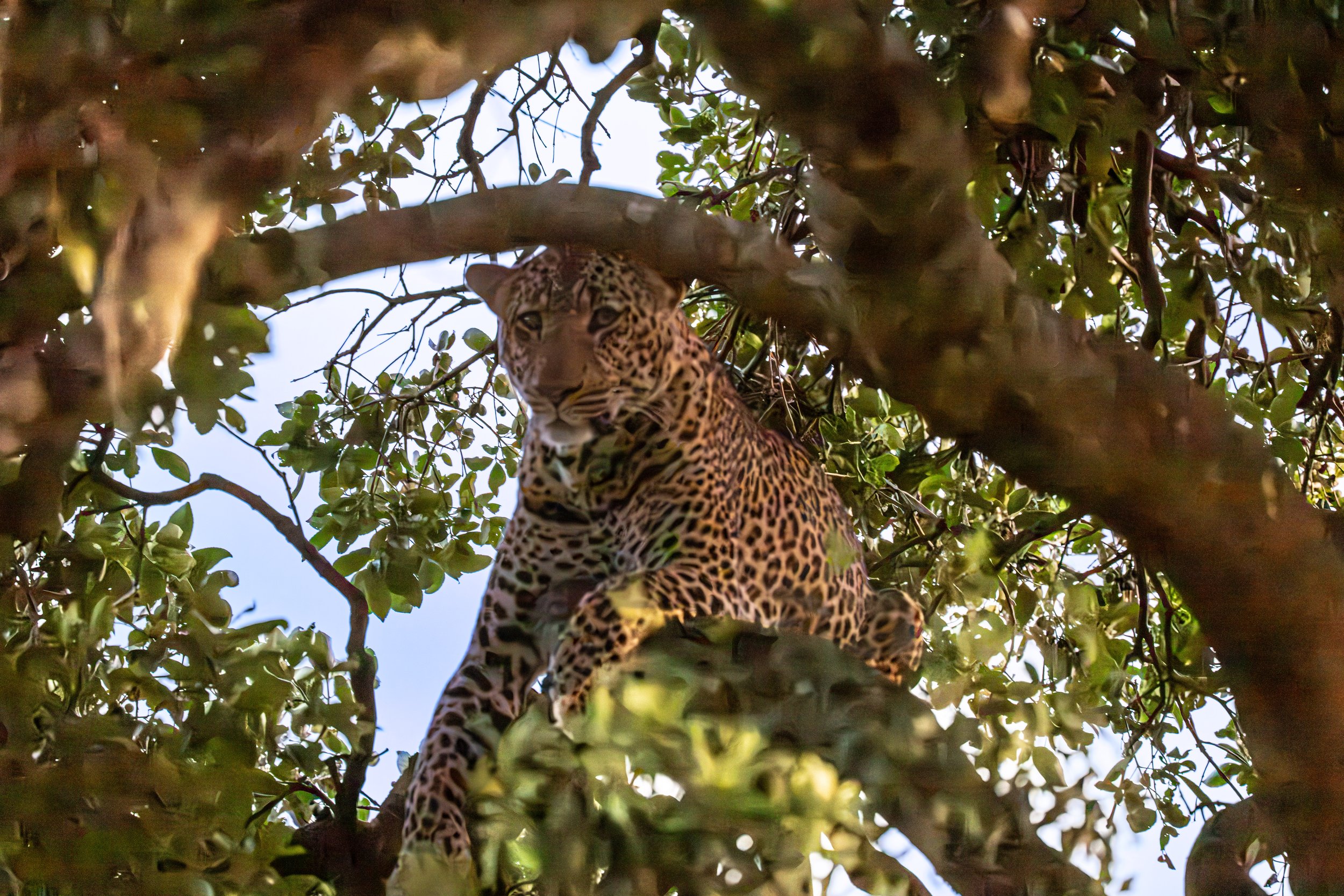 Africa2026VZ8_50862026.jpg