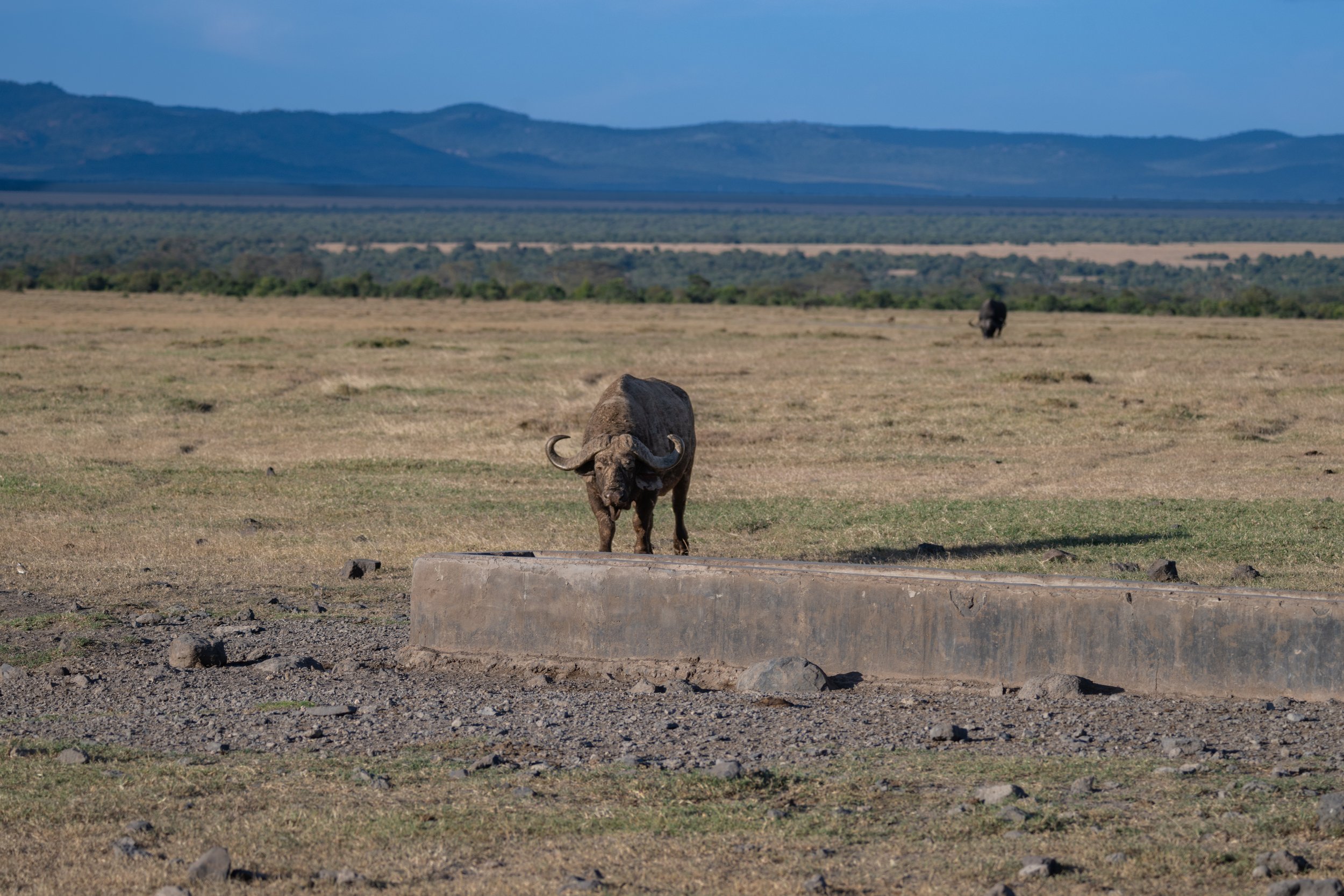 Africa2026VZ8_30442026.jpg