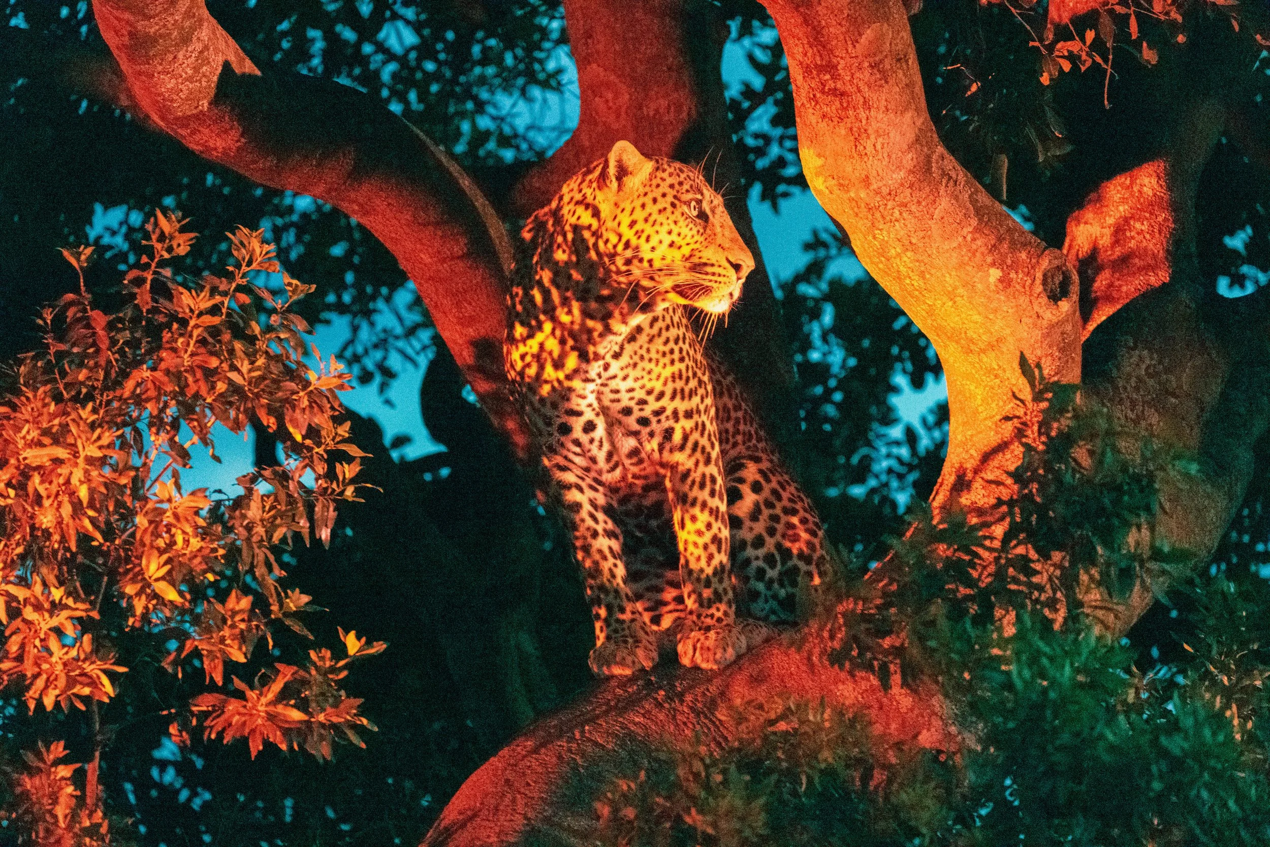 Africa2026VZ8_51212026.jpg
