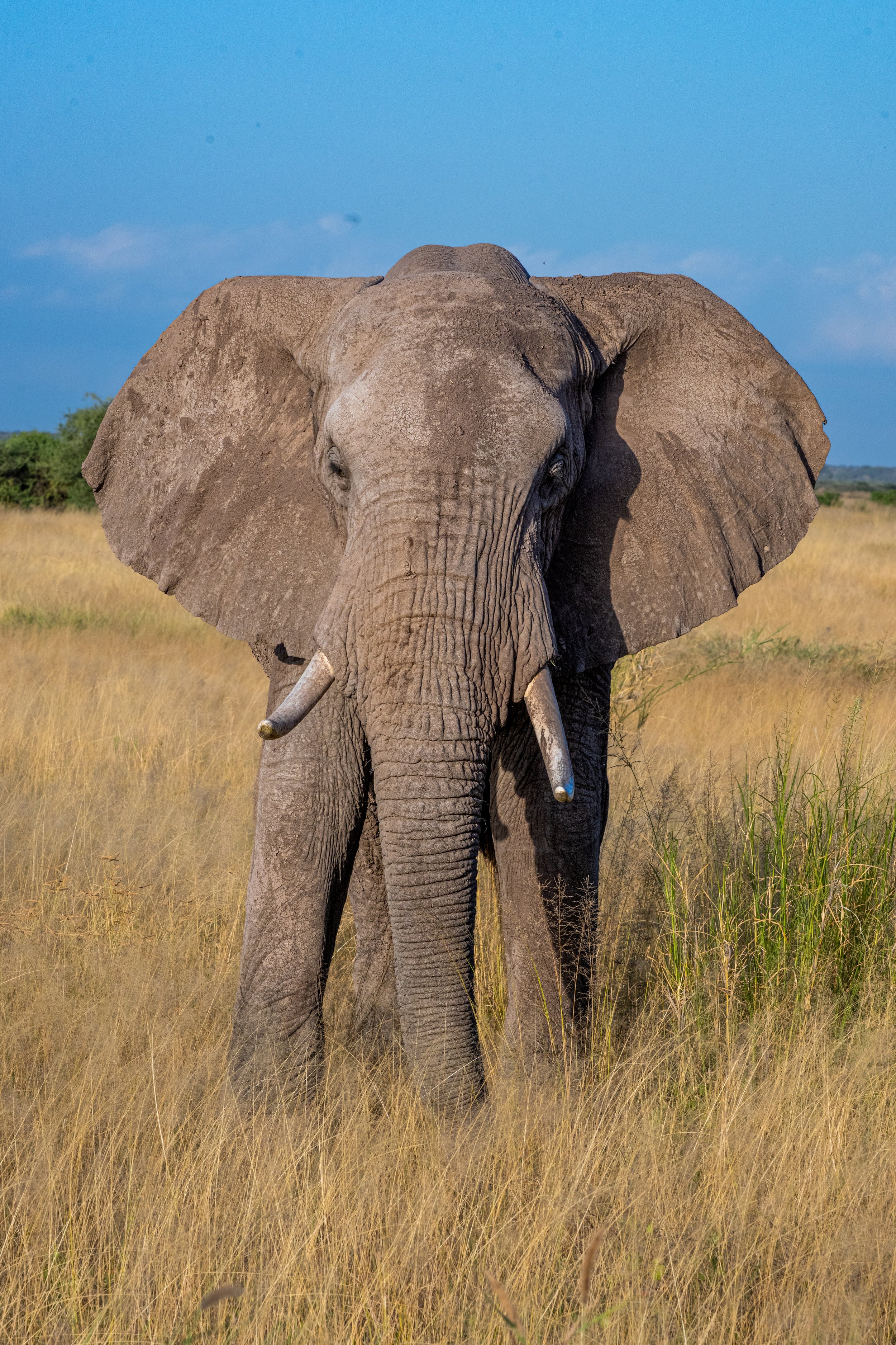 Africa2026VZ8_53072026.jpg