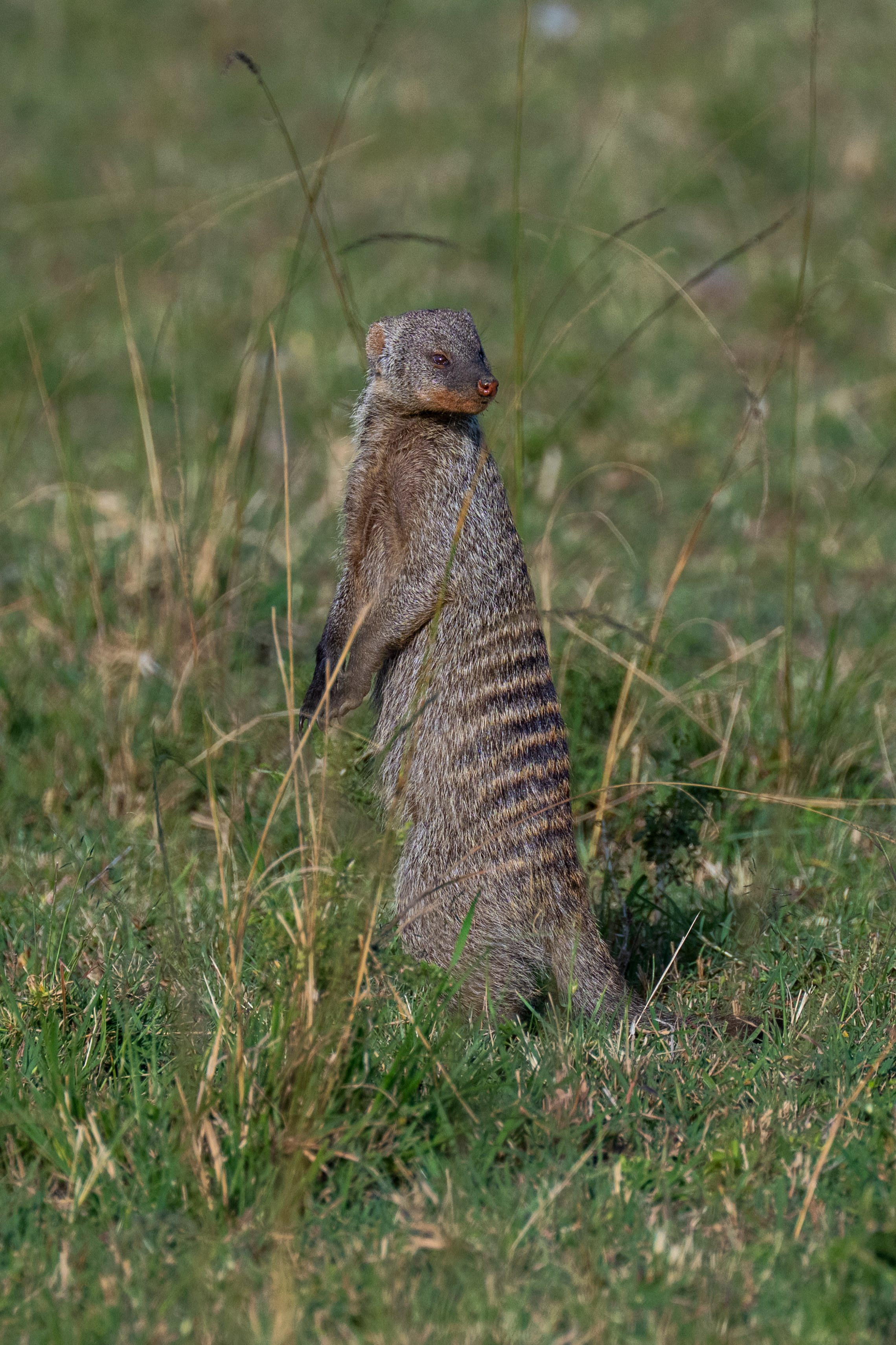 Mongoose