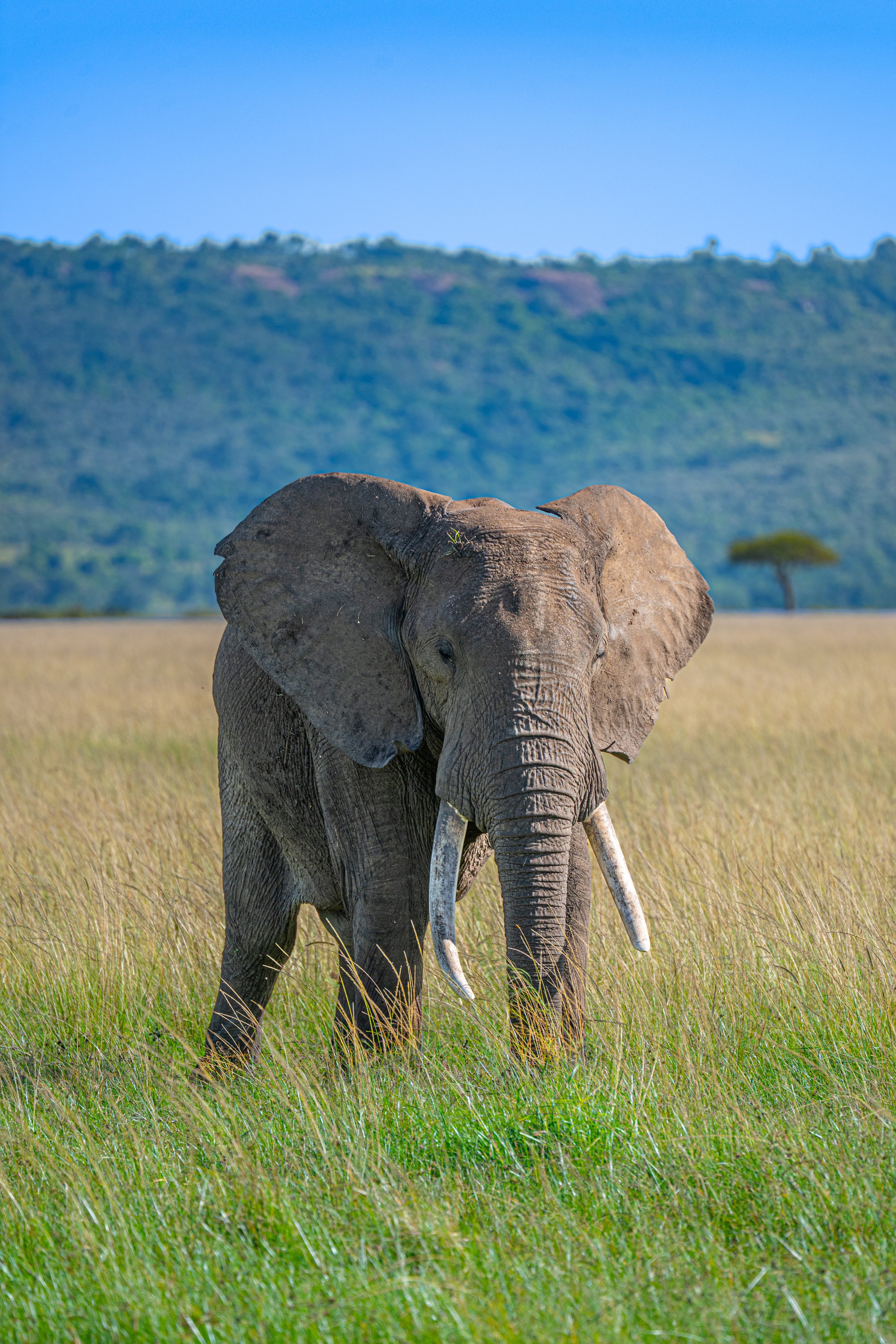 Africa2026VZ8_46542026.jpg