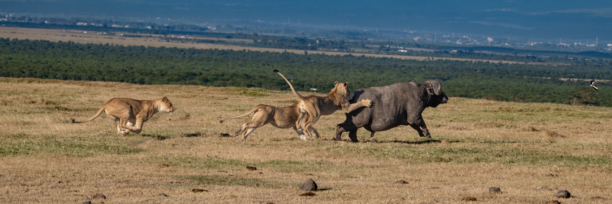 Africa2026VZ8_30592026-2.jpg