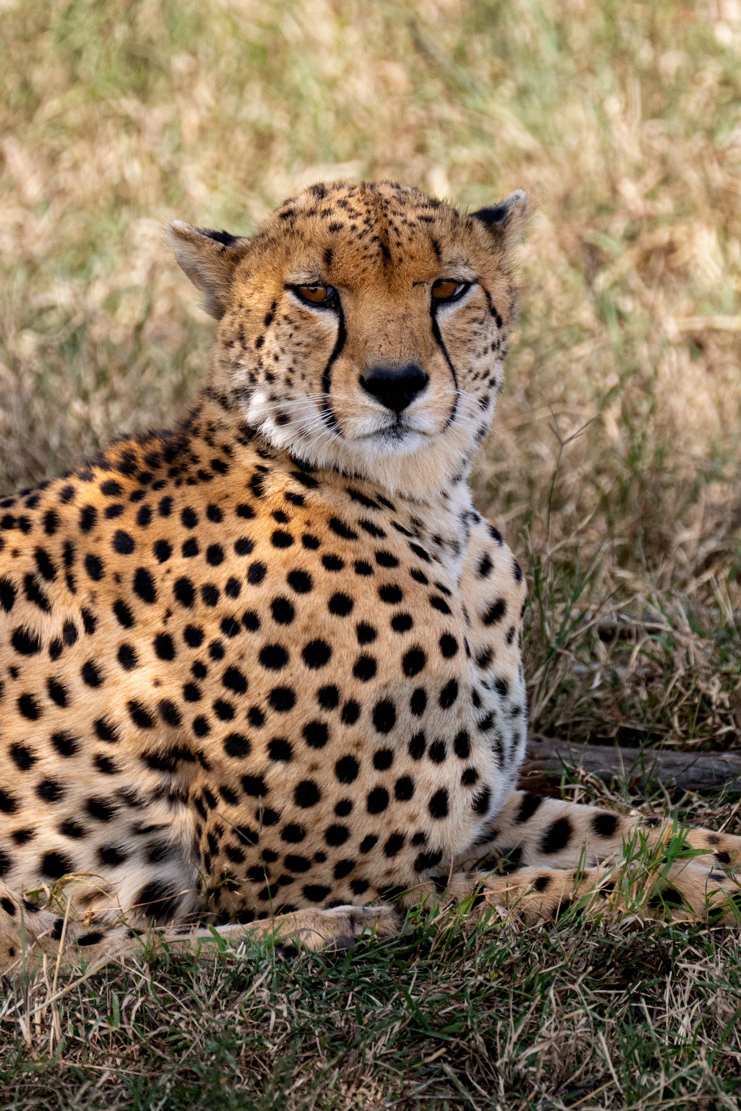 Africa2026VZ8_27552026.jpg