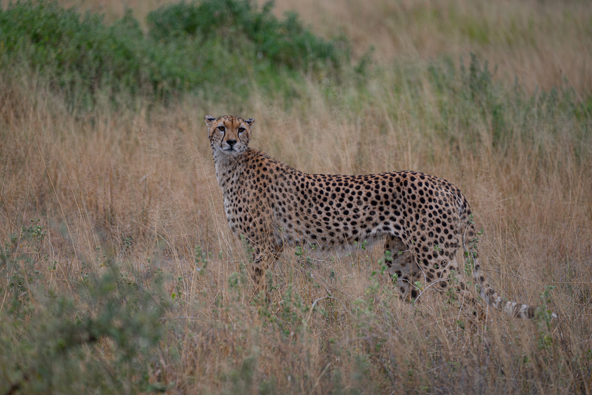 Africa2026DSC_55192026.jpg