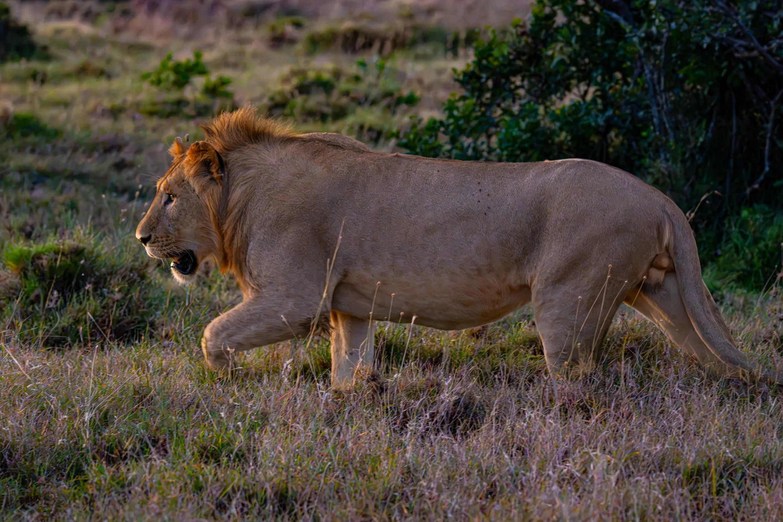 Africa2026VZ8_32002026.jpg