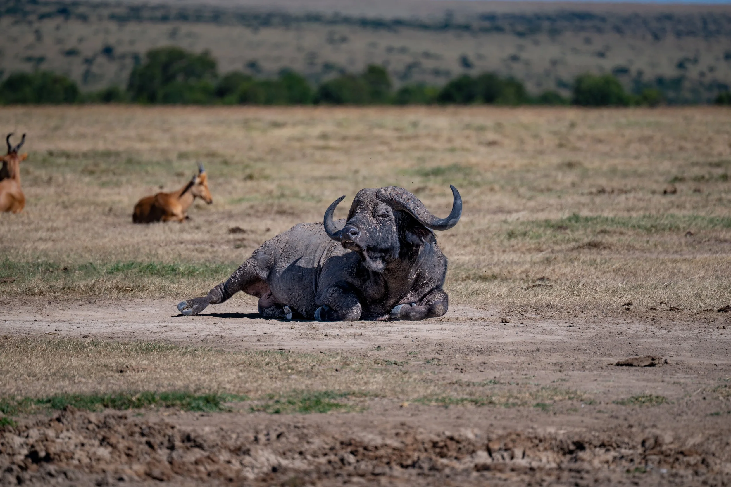 Africa2026VZ8_25632026.jpg