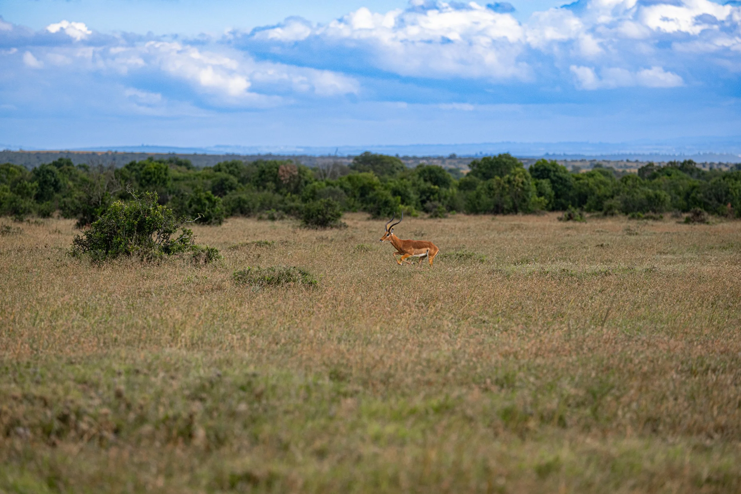 Africa2026Z81_22252026.jpg