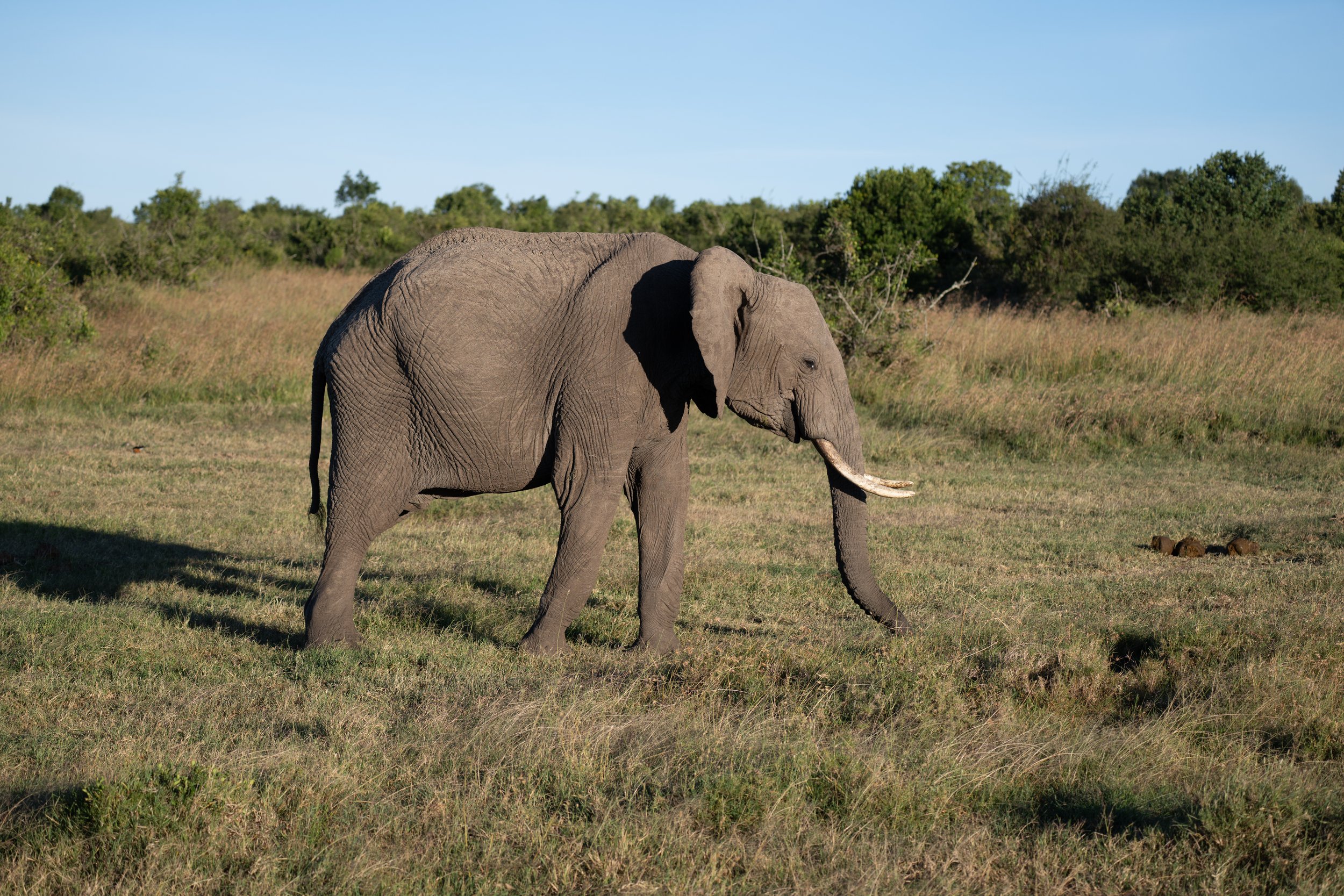Africa2026VZ8_16762026.jpg